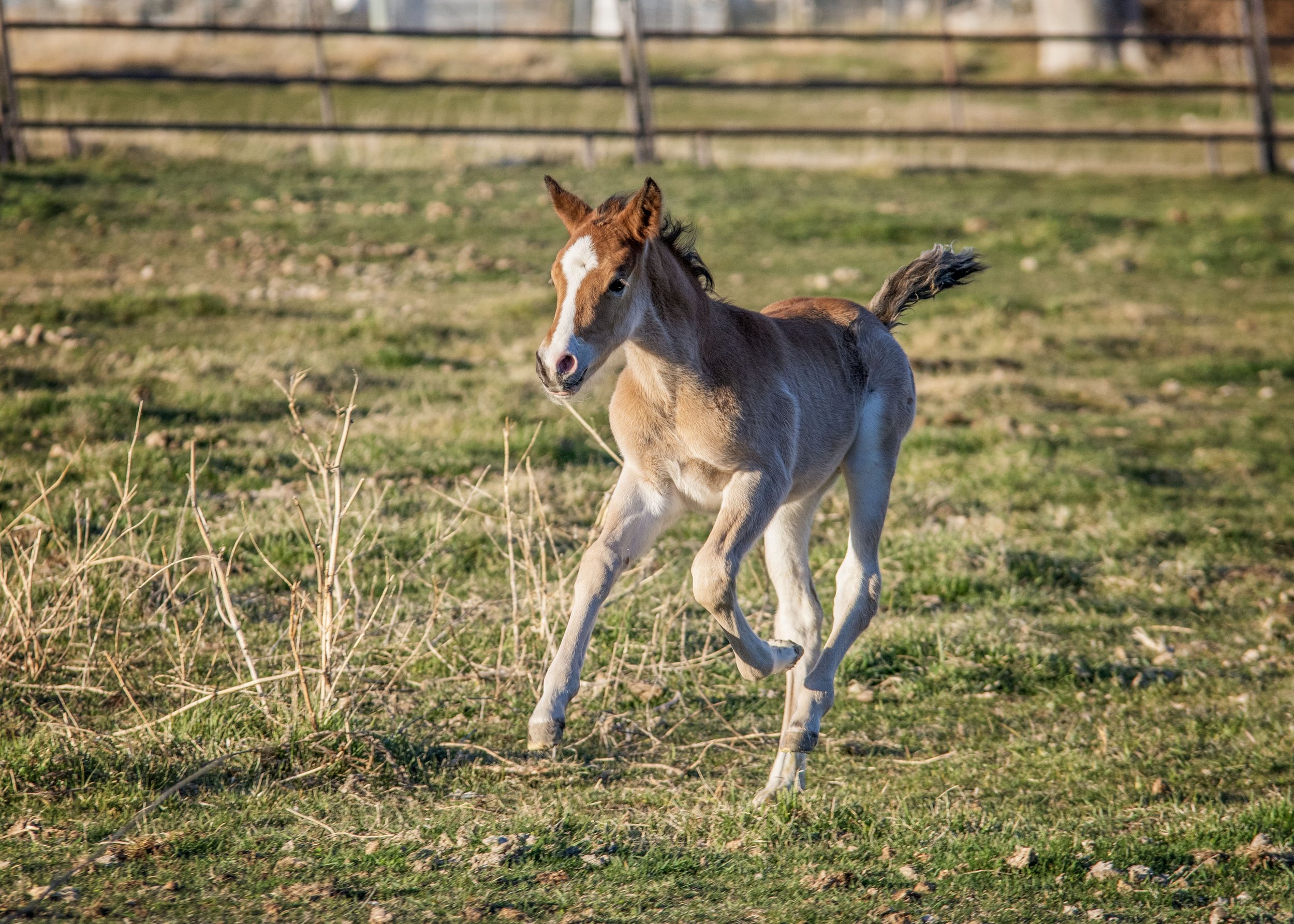baby kale karma ranch horse rescue Montana