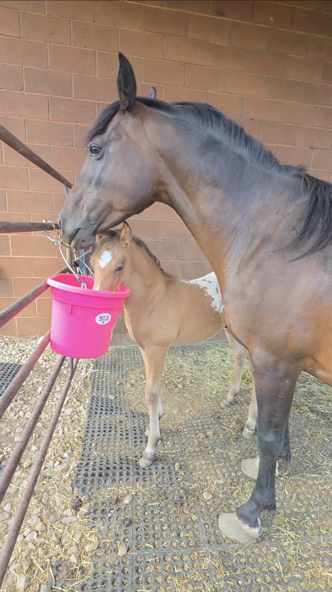 Gift a Day of Nutritious Mash for Aurora & Astro