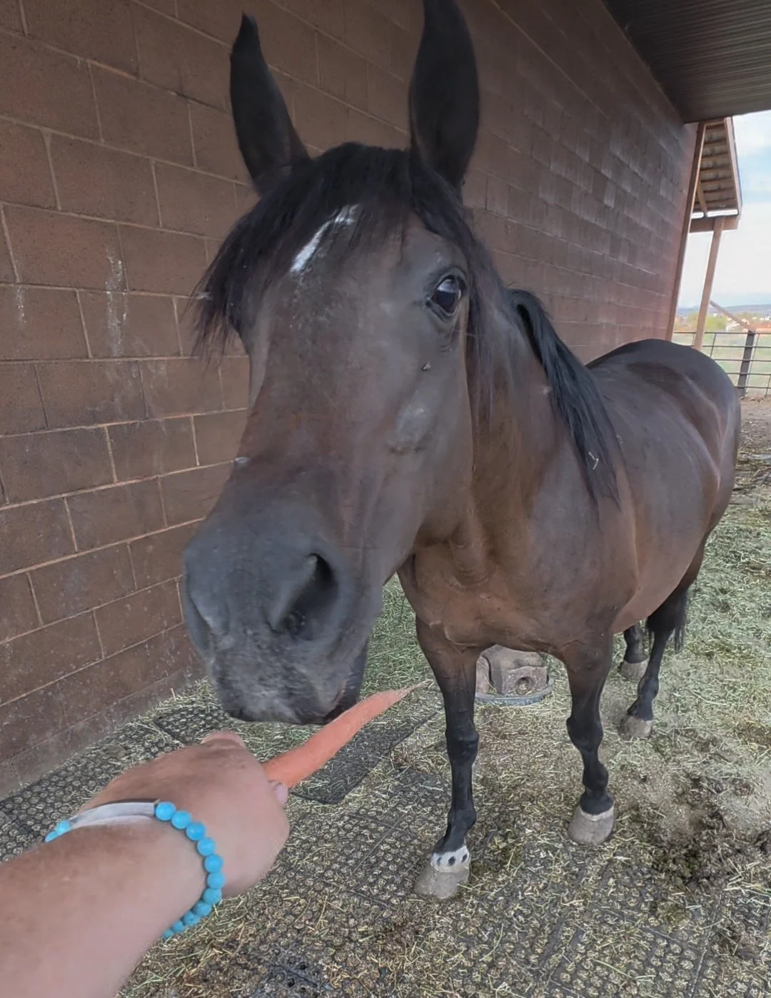 Crunchy carrots for rescue mama Aurora .jpg