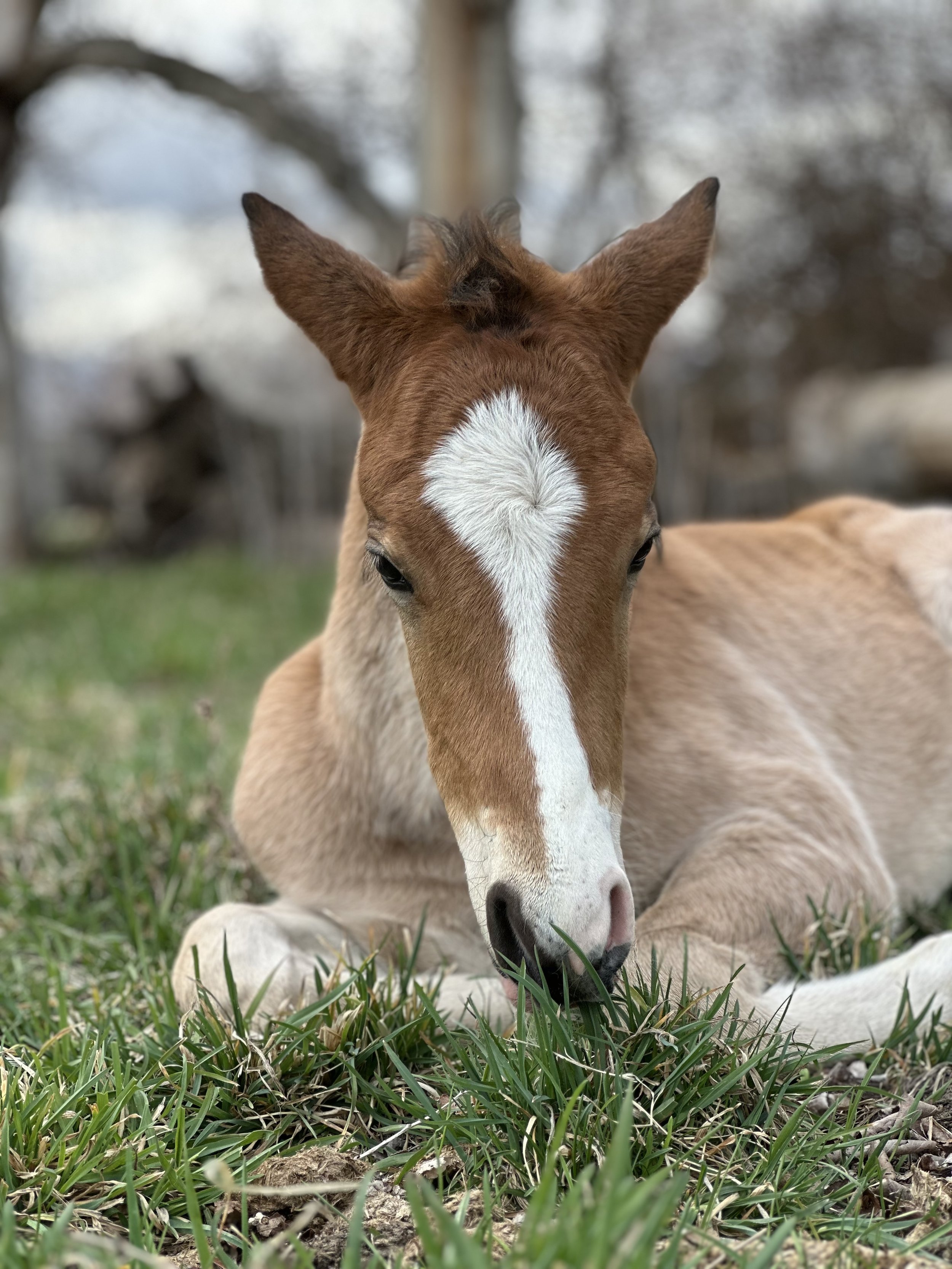 karma ranch horse rescue montana