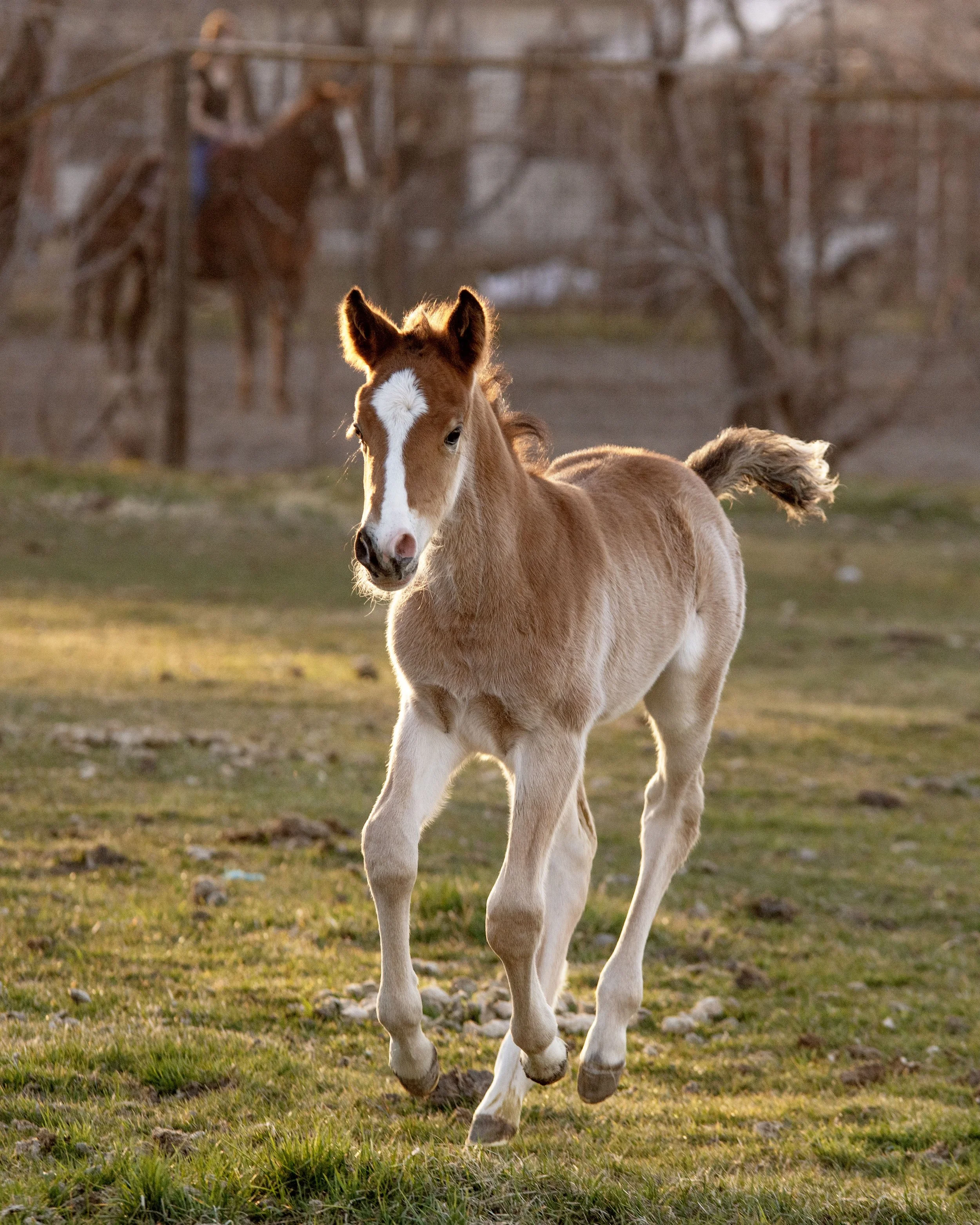 horse rescue Montana karma ranch