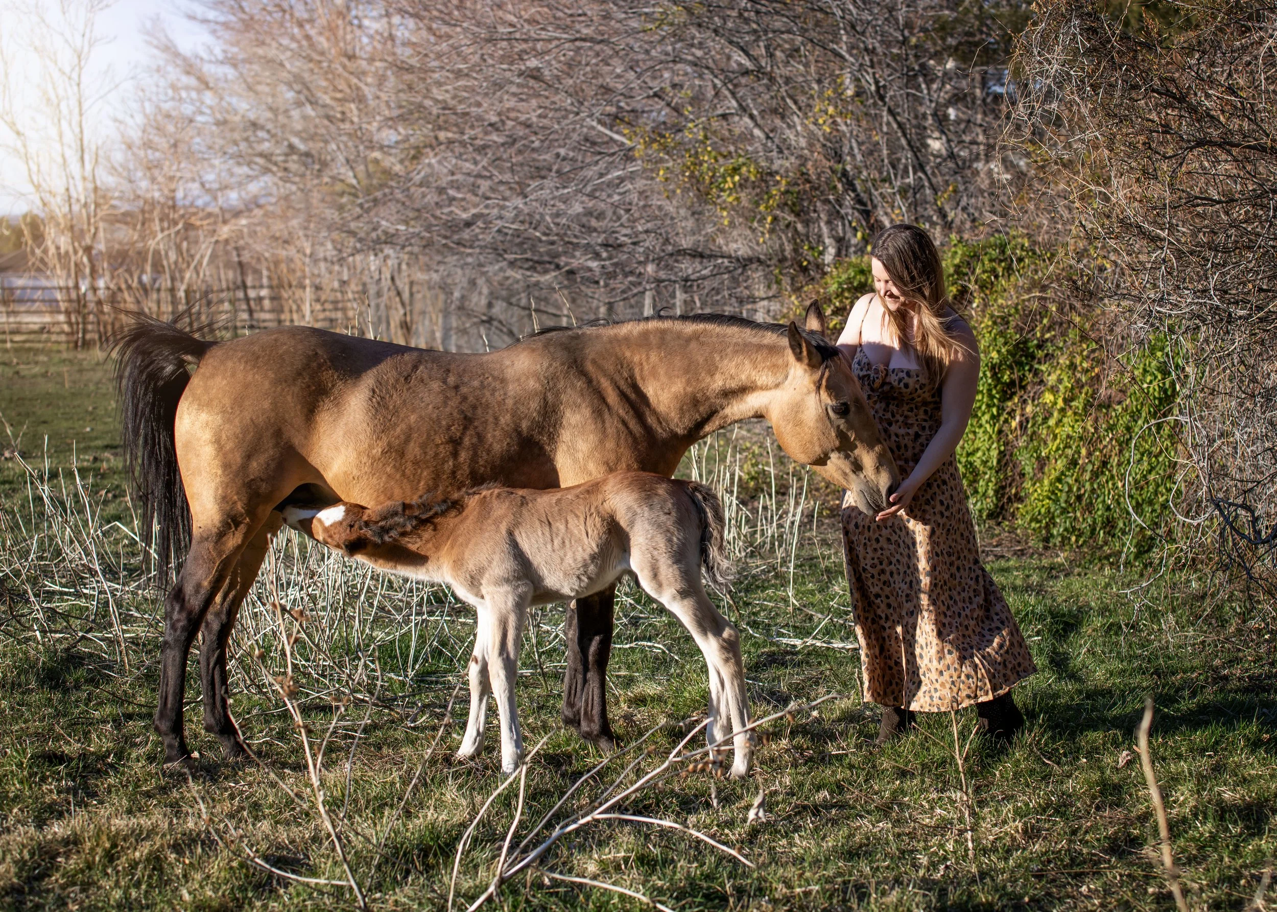 horse rescue karma ranch montana