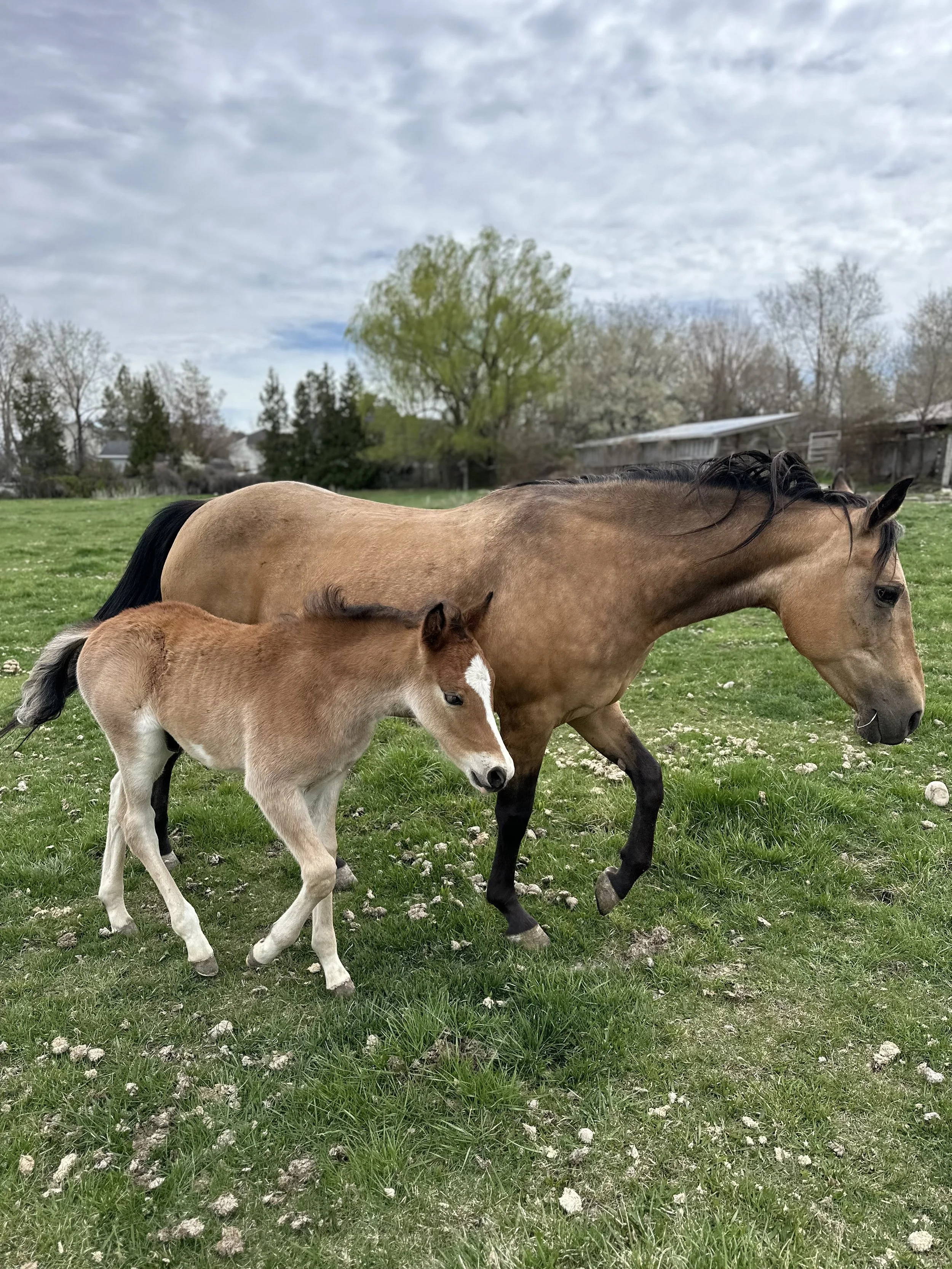 Jupiter and Baby horse rescue and sanctuary