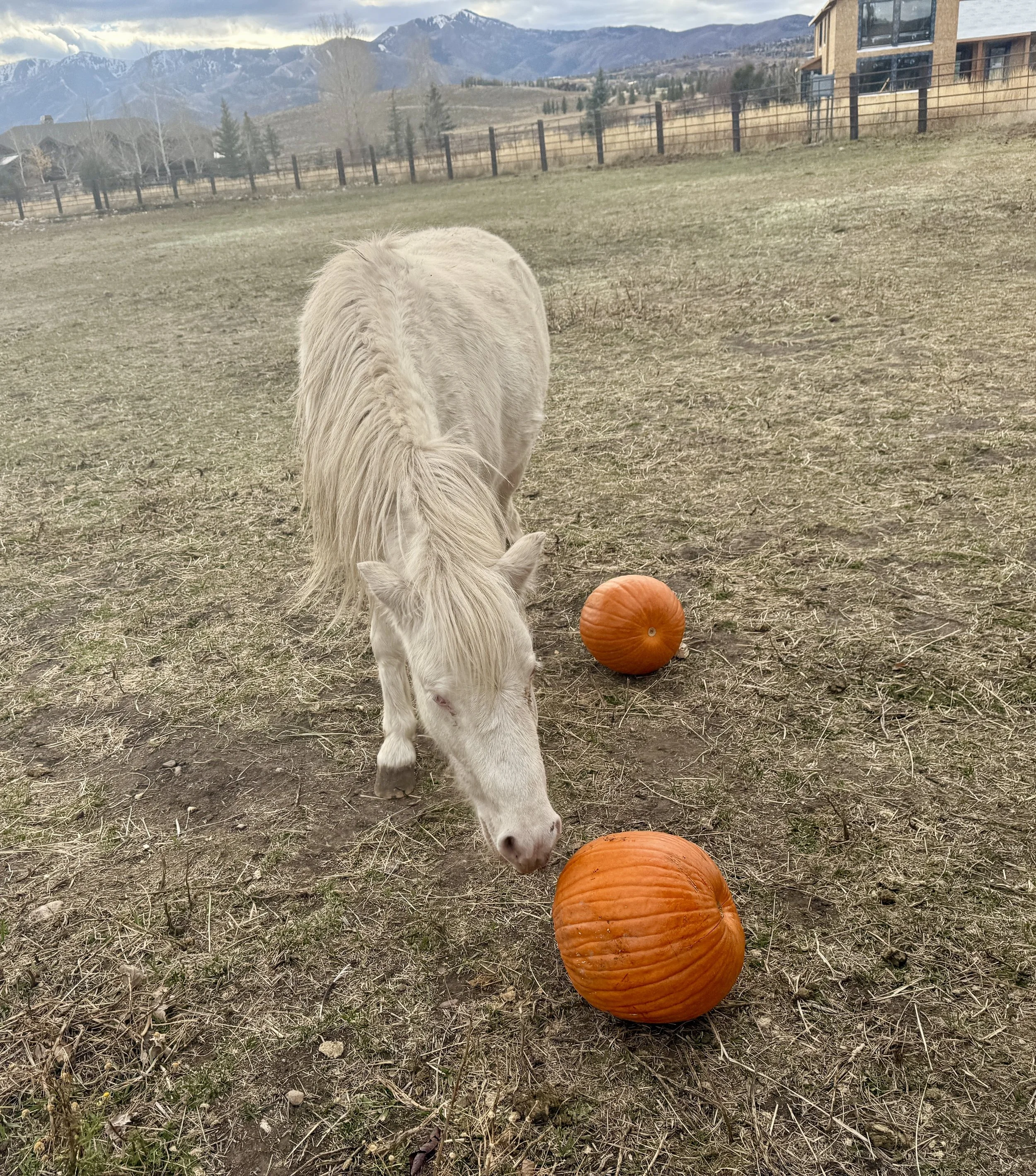 Luna the rescue pony karma ranch Montana horse sanctuary