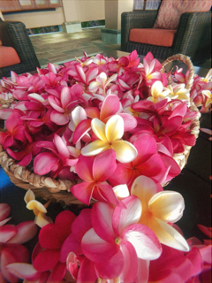 A basket filled with pink and white plumeria flowers on a table in a cozy room with chairs in the background.