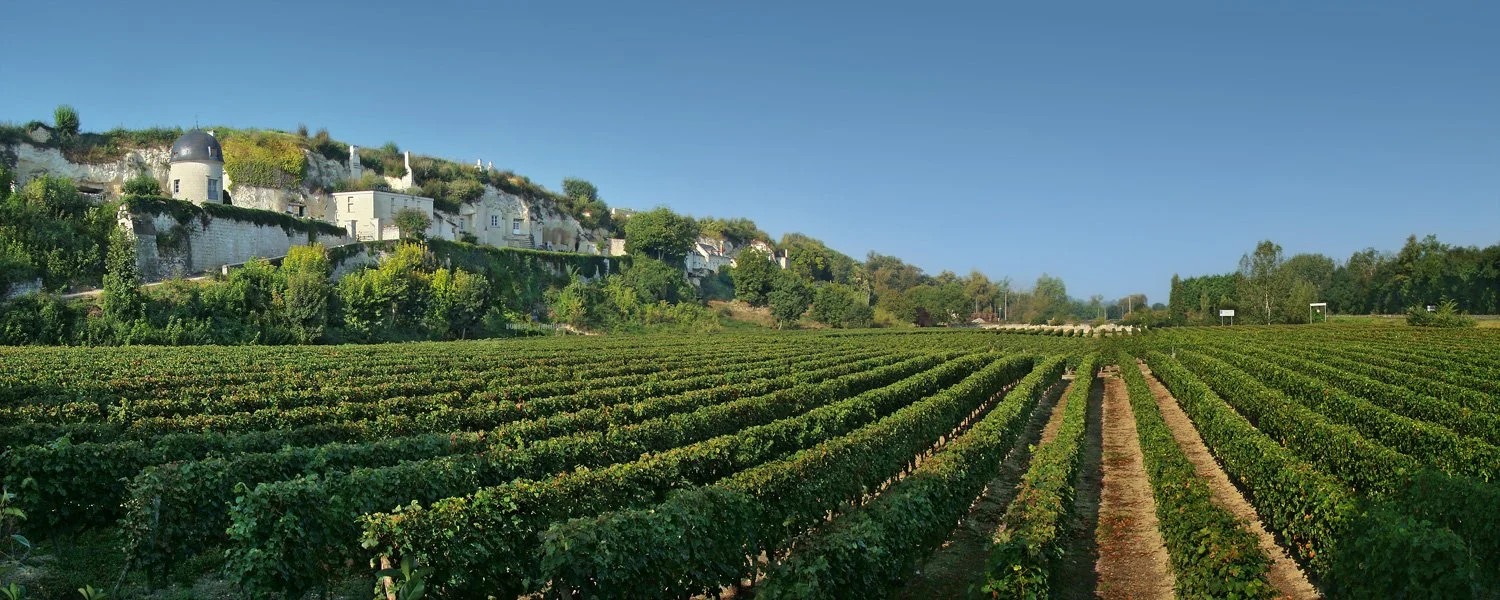 Vineyards near Turquant in the Loire Valley 
