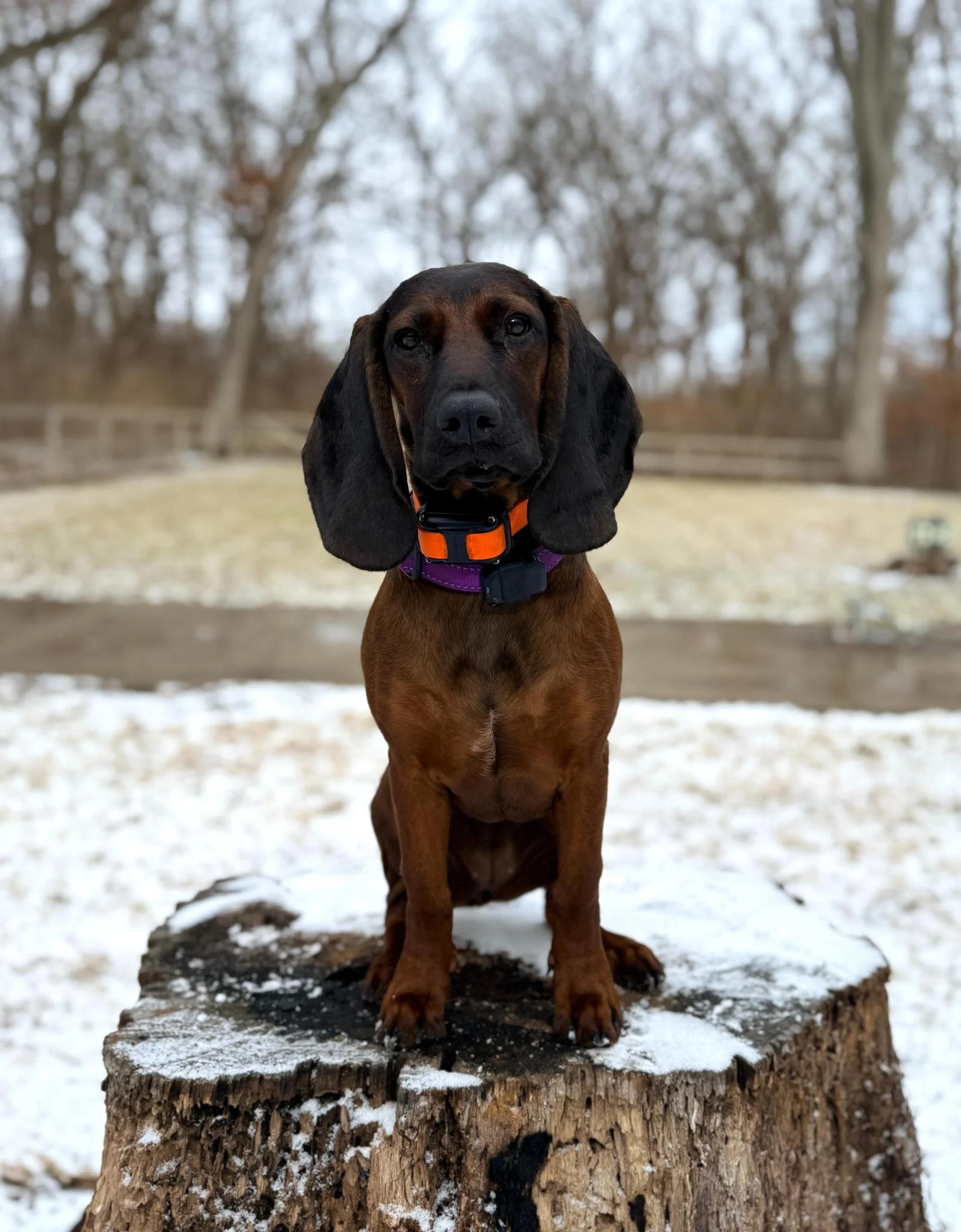 A brown and black dog with long ears sitting on a tree stump outdoors in winter.