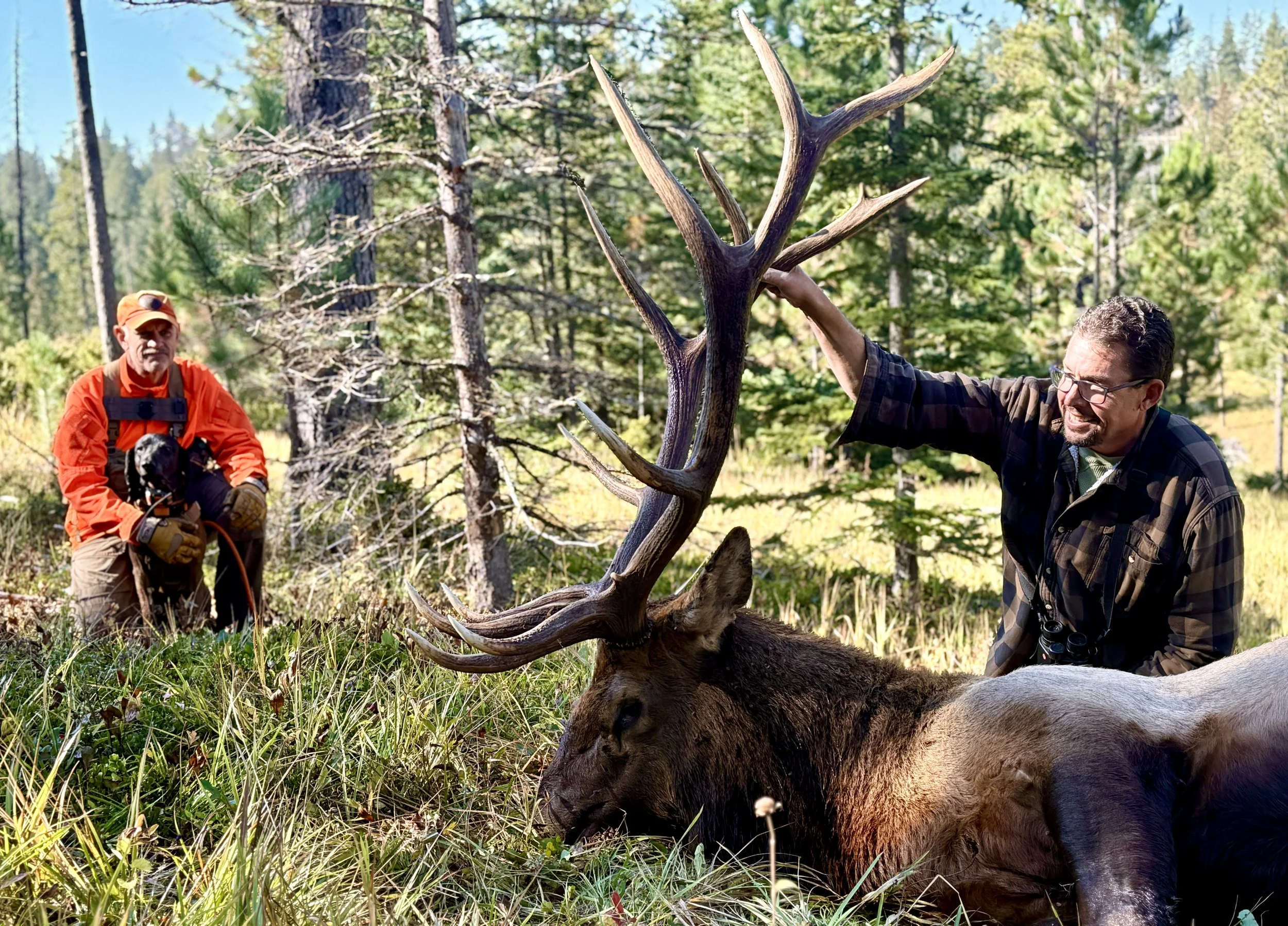 tracking dog and hunter with recovered elk in wyoming