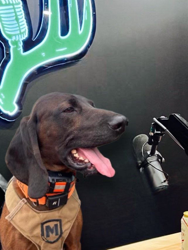Blood tracking dog sitting in a podcast studio next to a microphone 