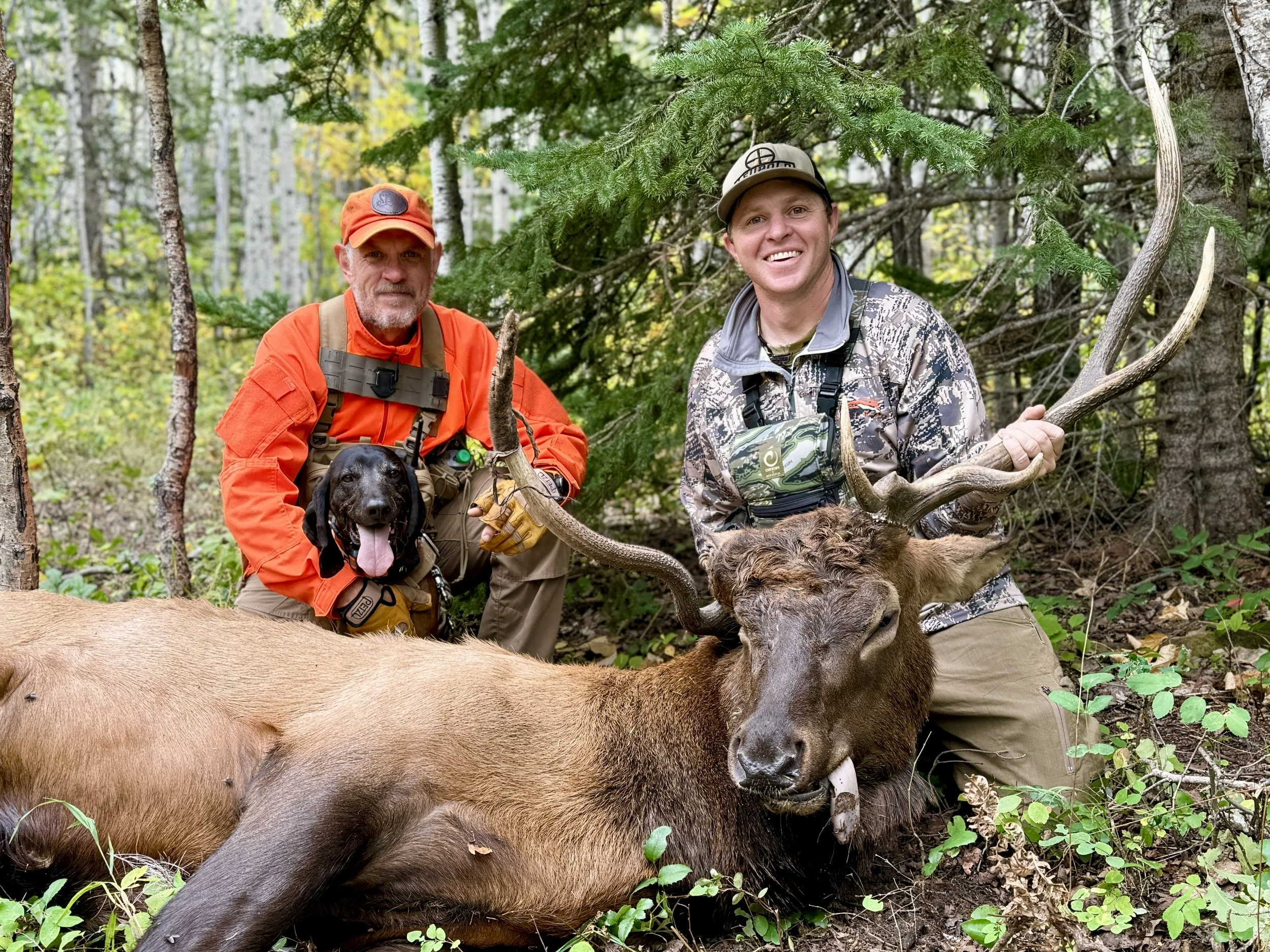 tracking dog and hunter with recovered elk in wyoming aspen trees