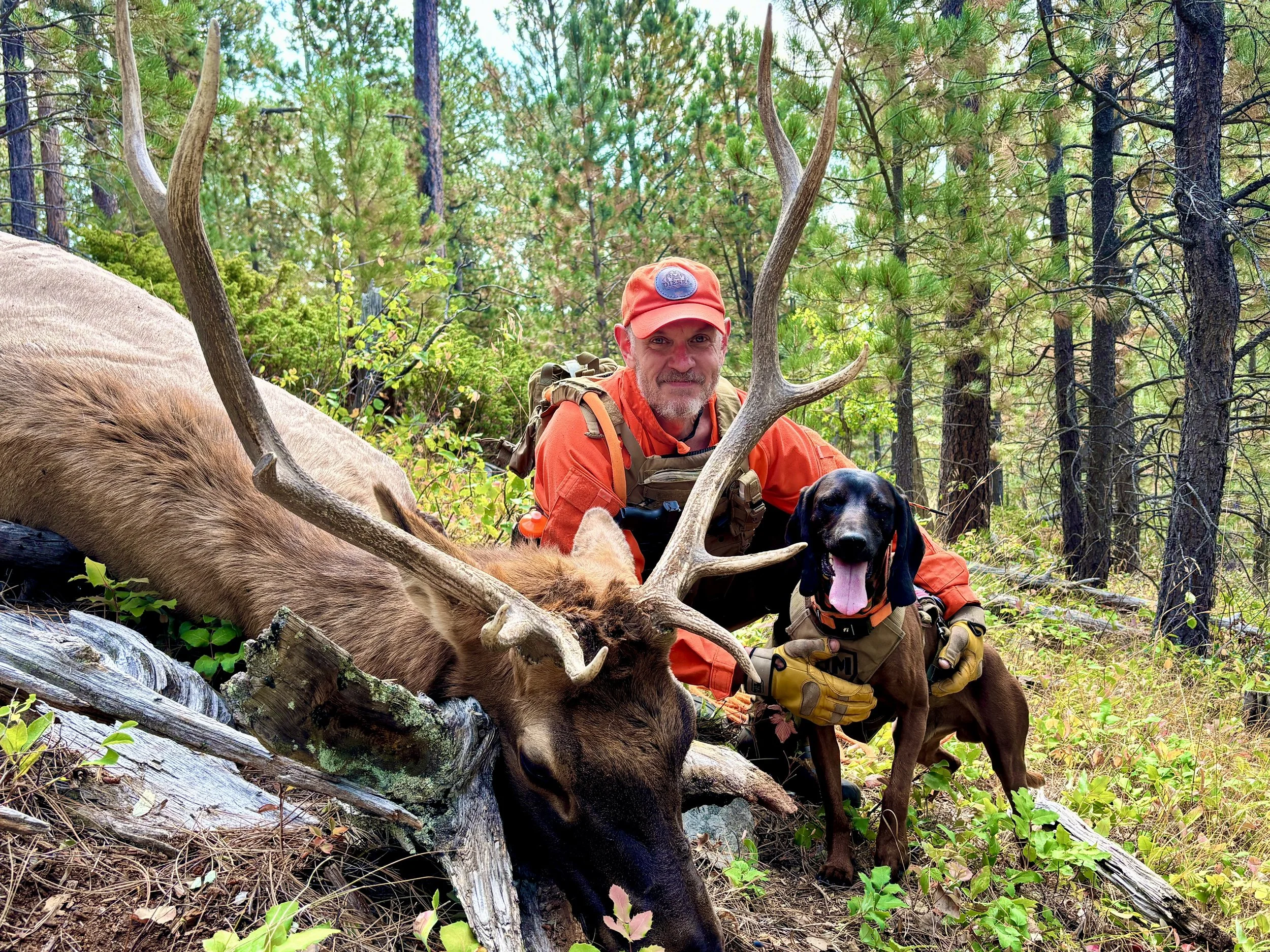 tracking dog and hunter with recovered elk in wyoming