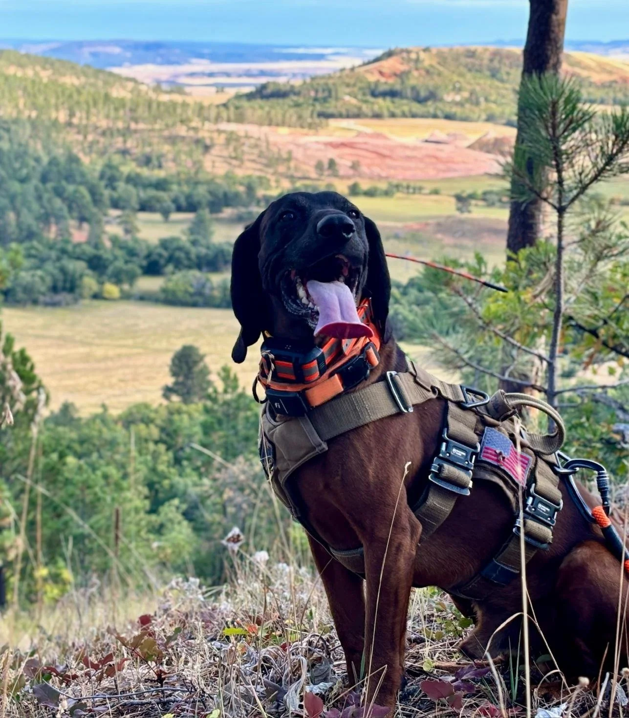 A happy black Labrador retriever wearing a harness, sitting in a grassy area with a scenic view of hills and trees in the background.
