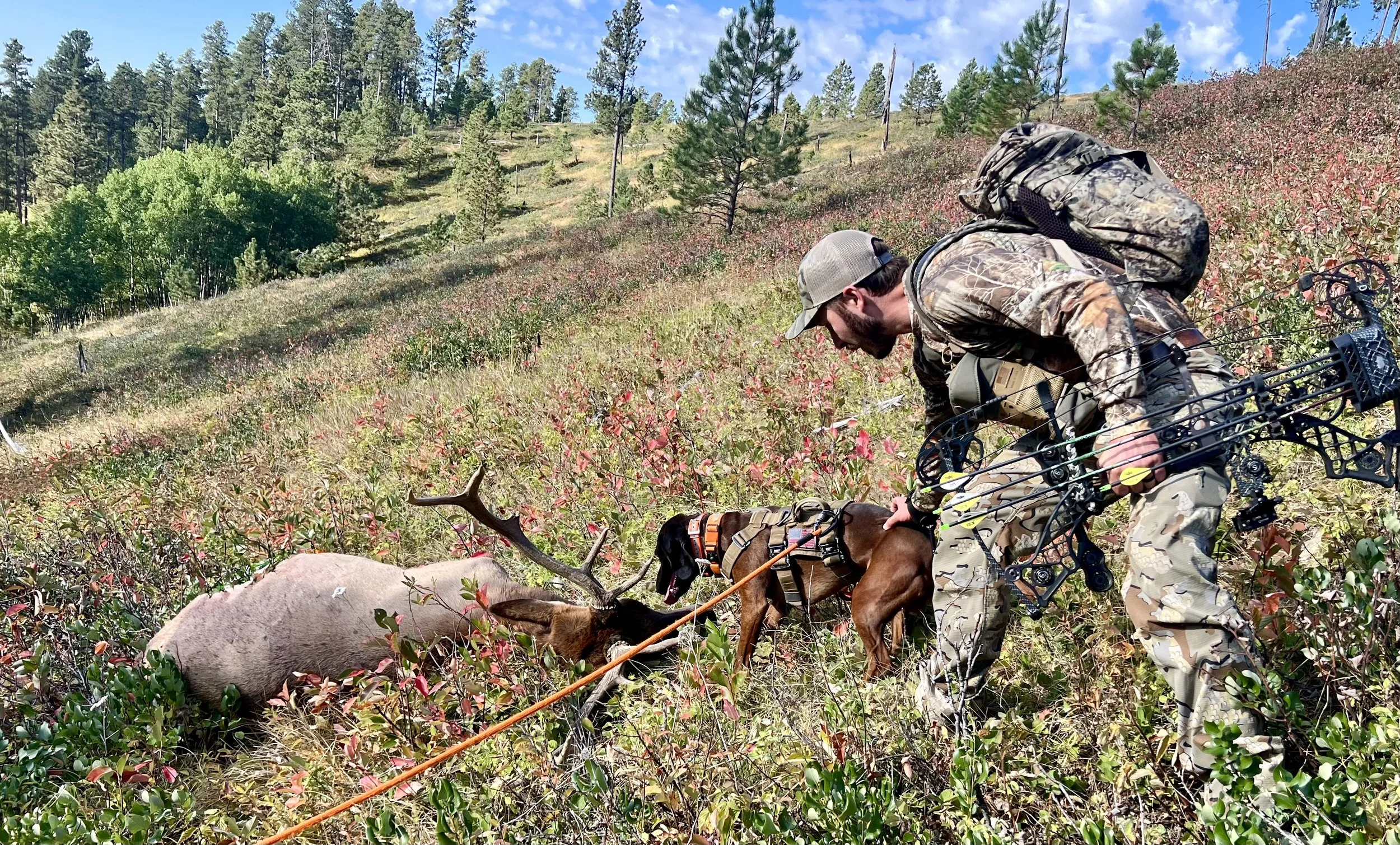 tracking dog and hunter after successful elk recovery in Wyoming