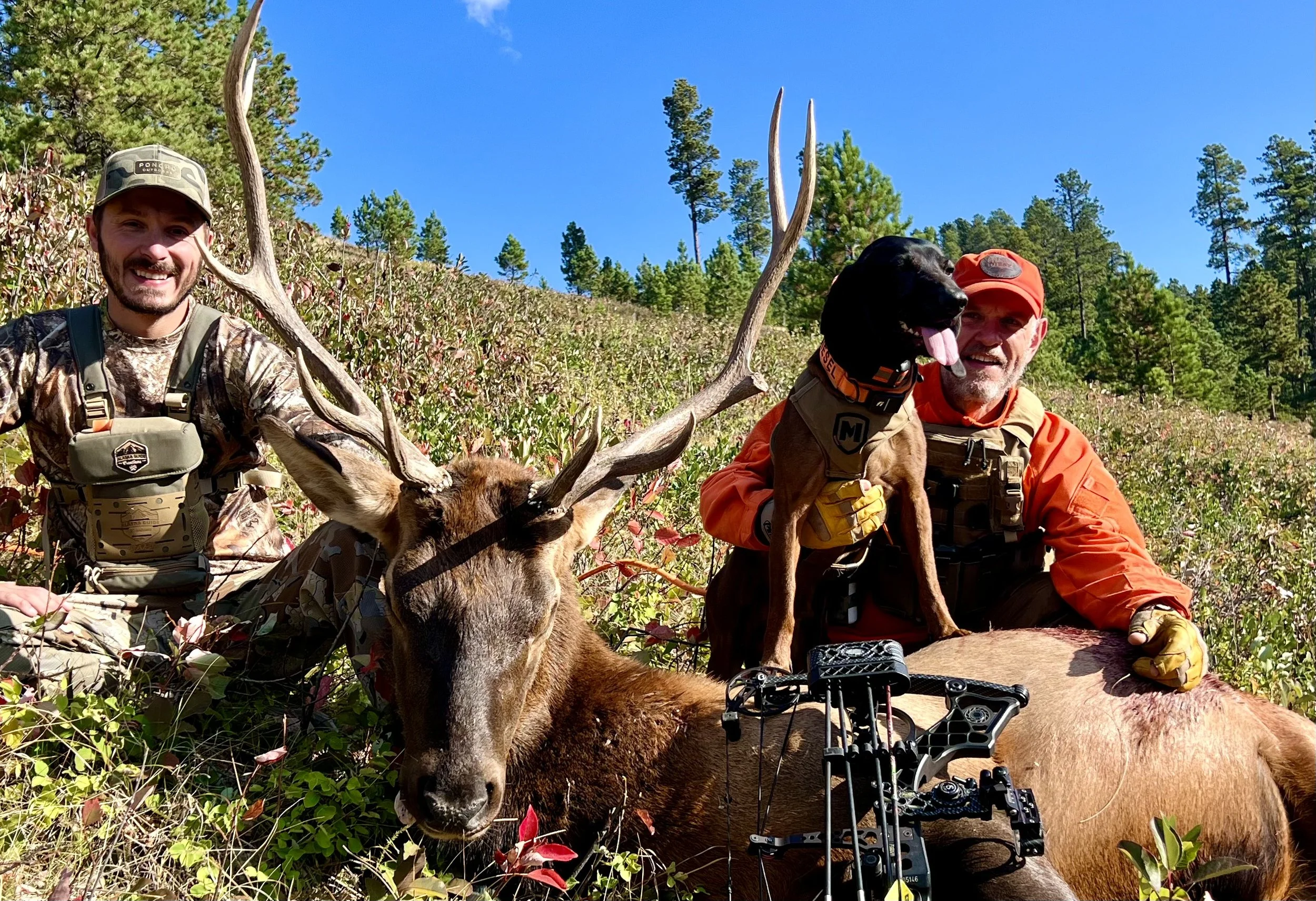 tracking dog and hunter with recovered elk in wyoming mountains