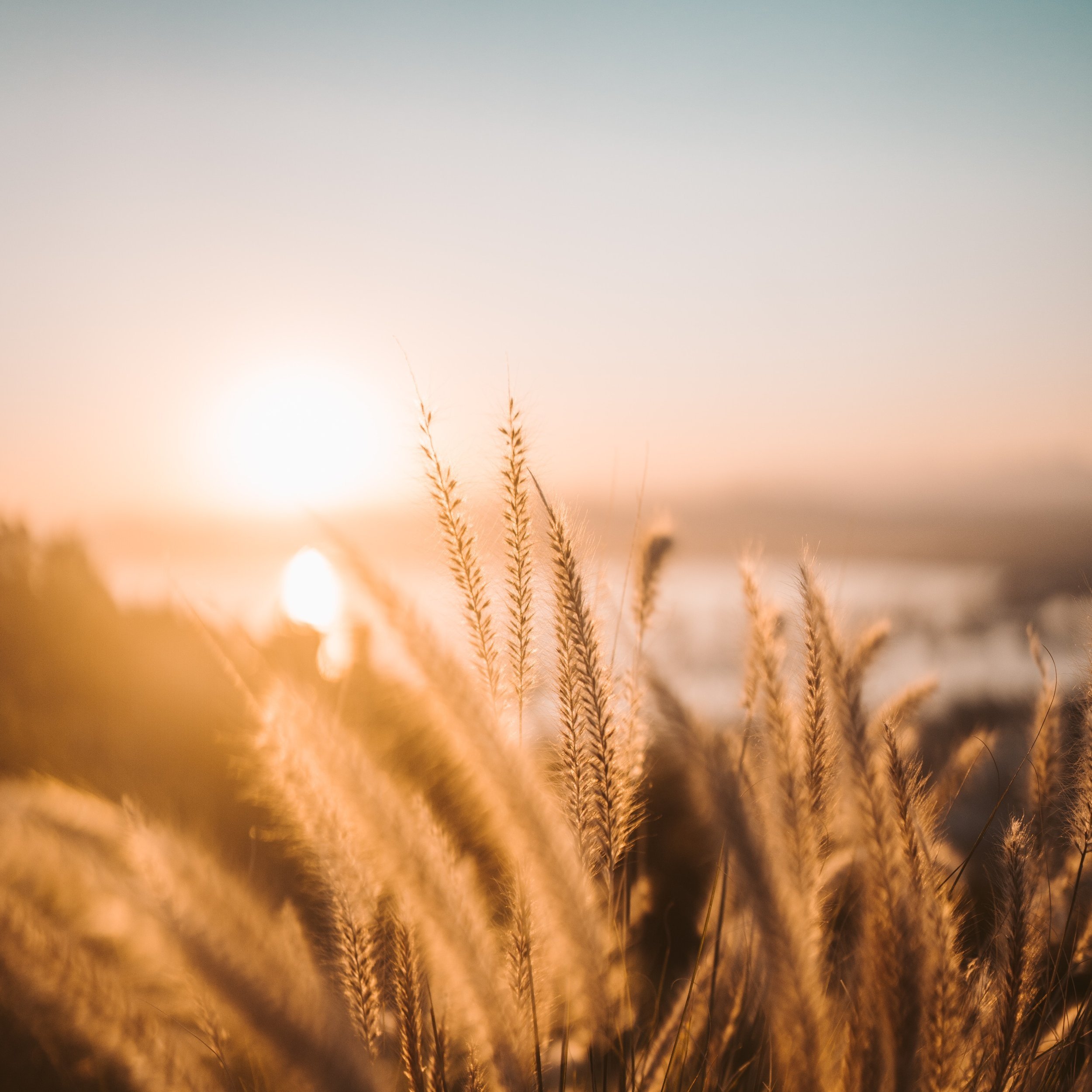 Såg nära av havsstranden vid solnedgången, med guldgula gräsväxter i förgrundet och hav i bakgrunden.