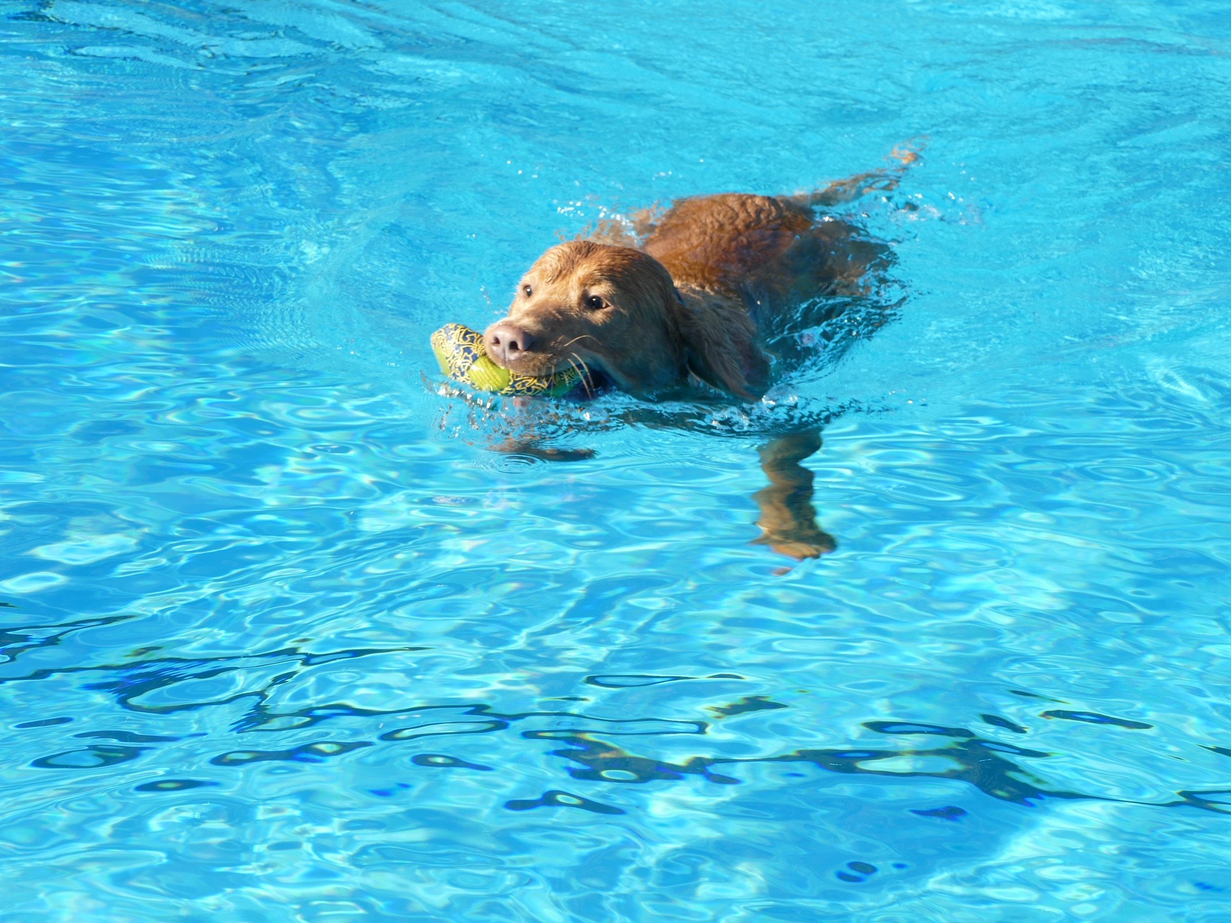 Hundeschwimmen