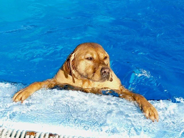 Saisonabschluss im Freibad: Zwei Tage für vierbeinige Besucher
