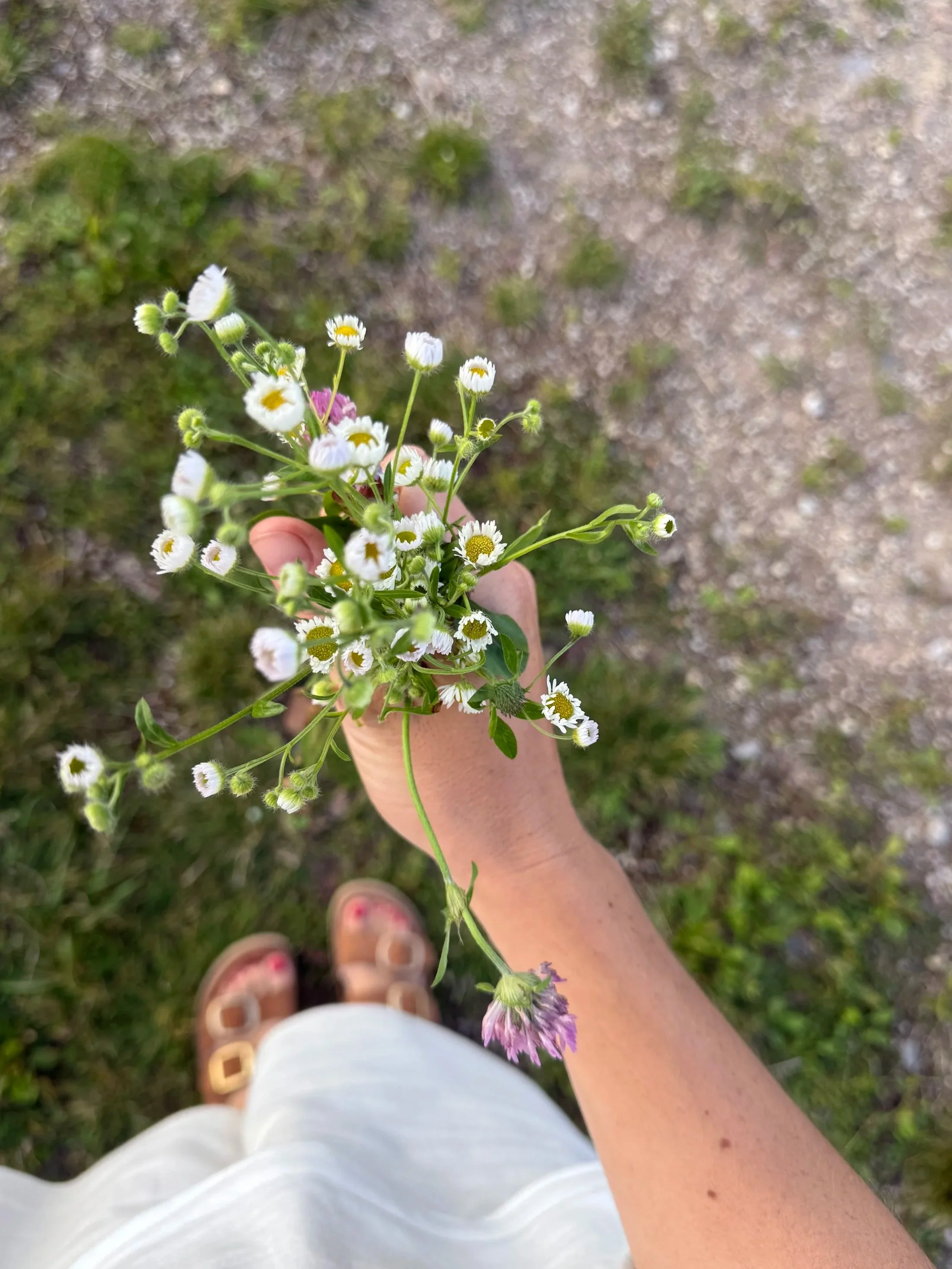 A person holding a small bouquet of wildflowers, mostly white with some purple flowers, against a grassy and dirt path background.