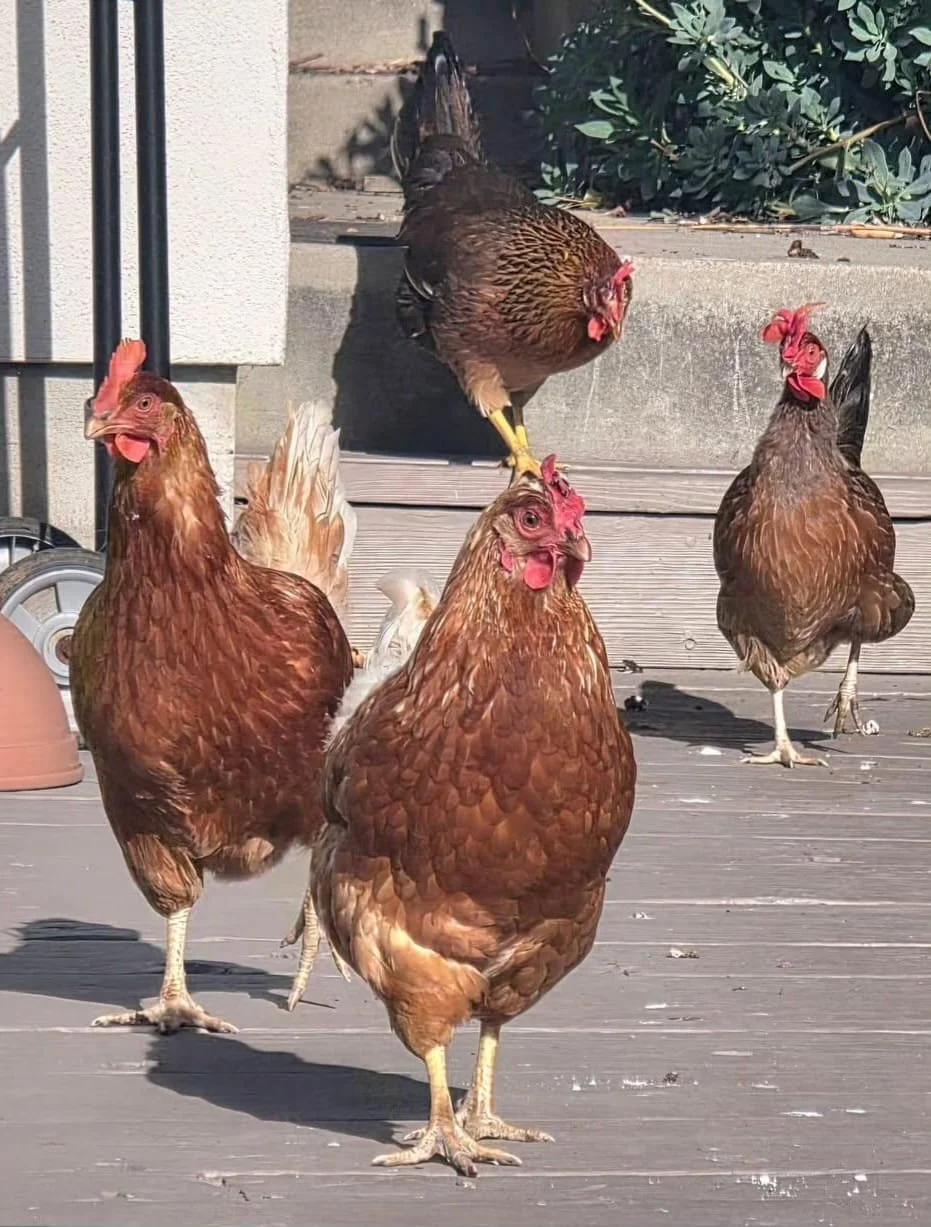 WhatsApp Image 2026-01-20 at 12.22.01 (5).jpeg