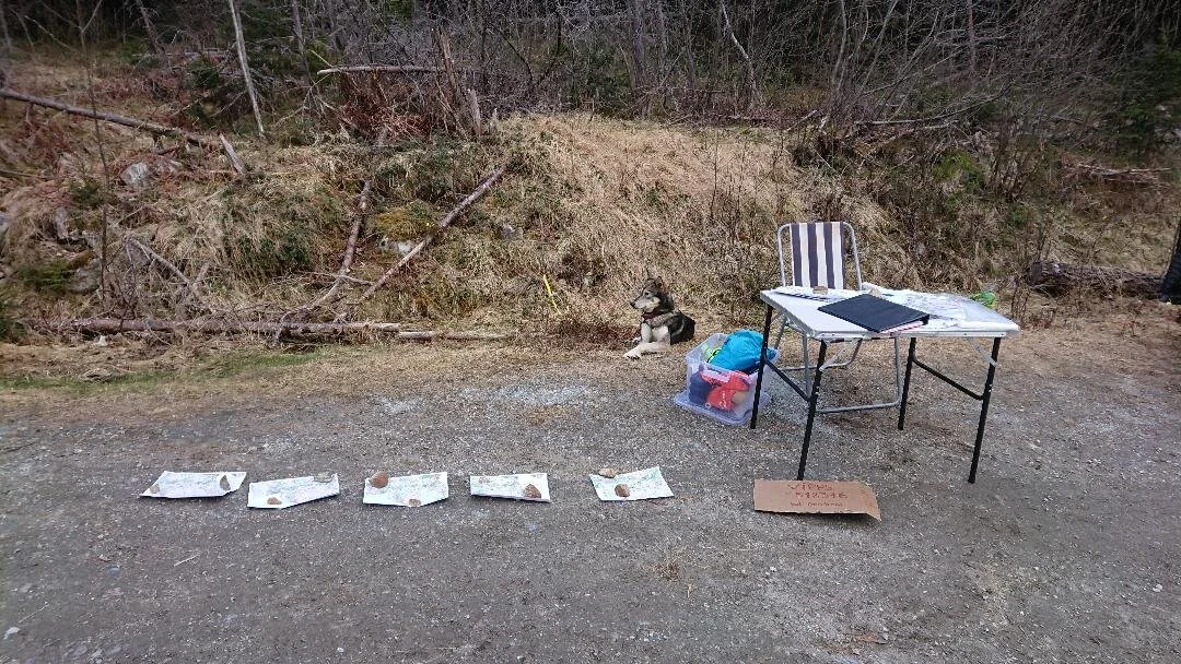 O-løp Kaupanger 12.mai 2020