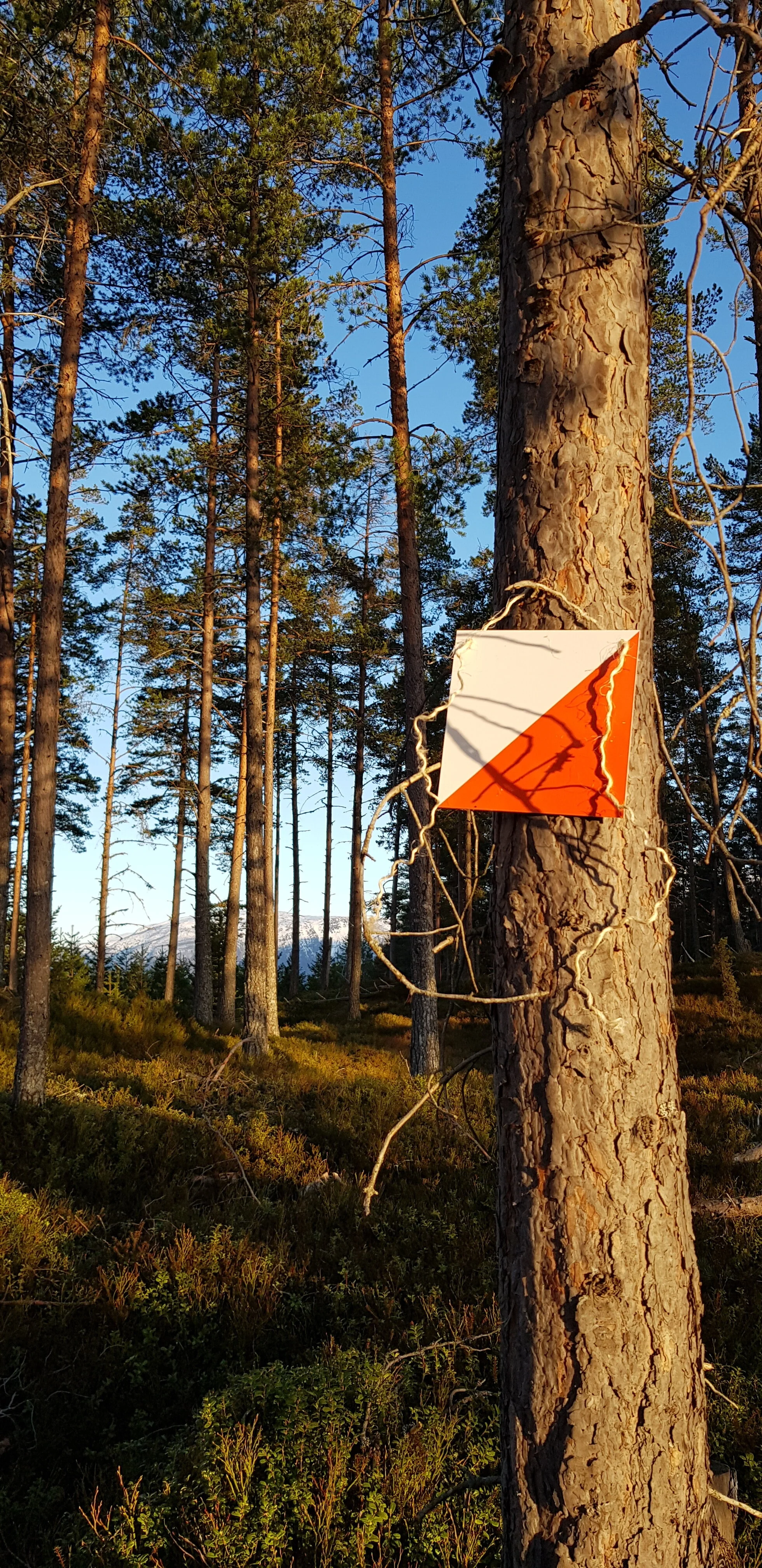 TurOrientering er starta opp i Sogndal og Kaupanger!