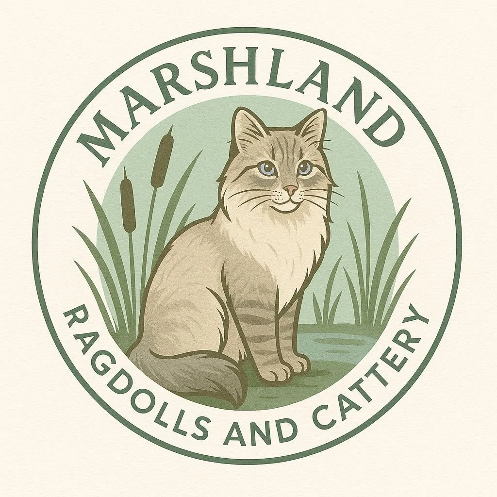 Marshland Ragdolls and Cattery