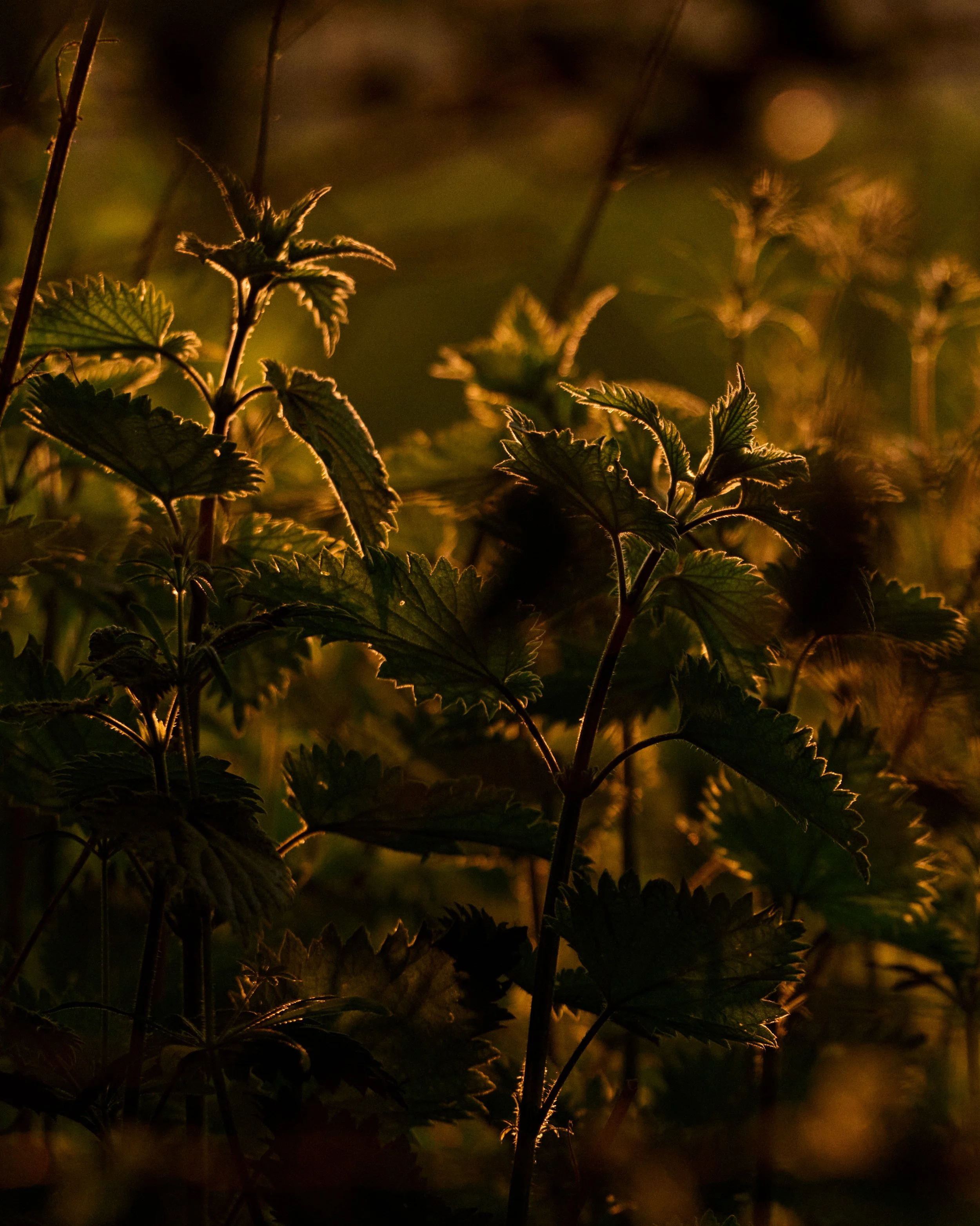 __DSC38611230008.jpg