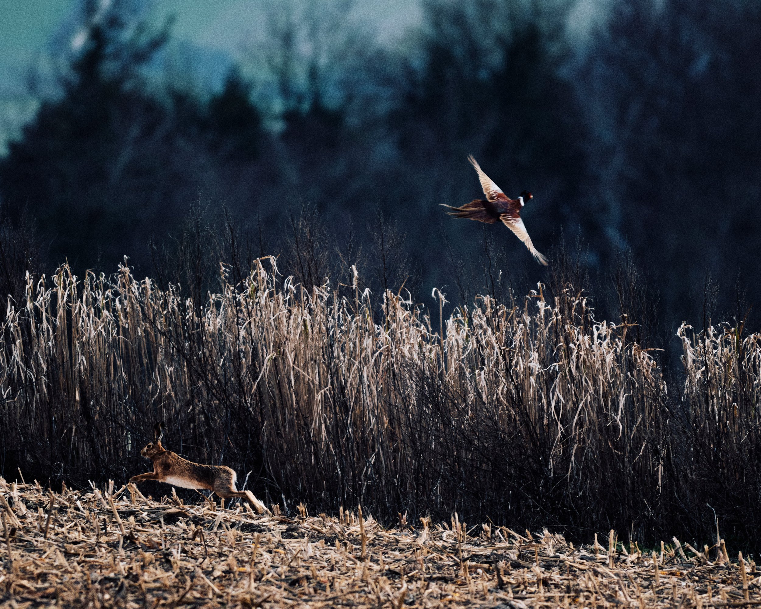 _DSC6916176010.jpg