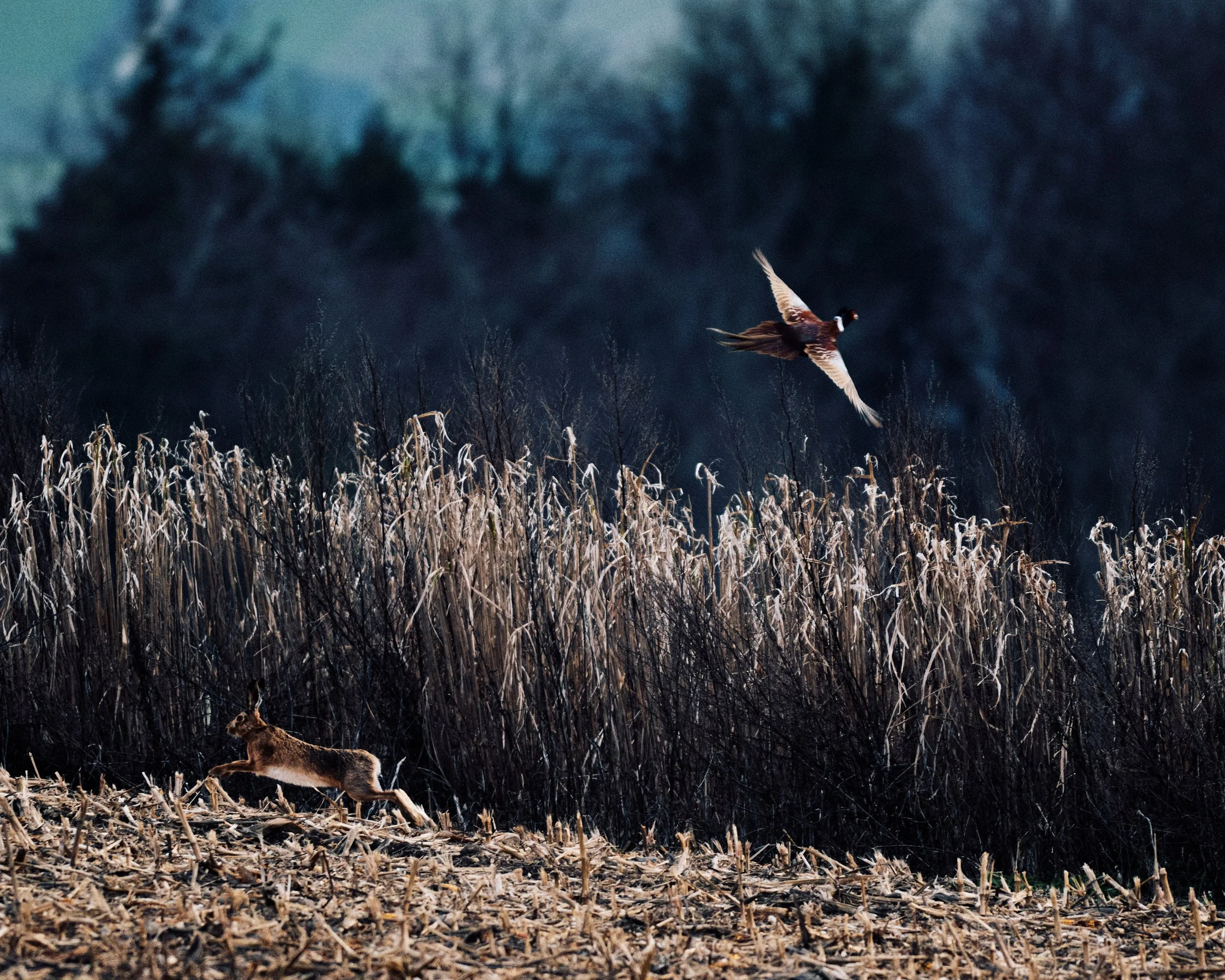 _DSC6916176010.jpg