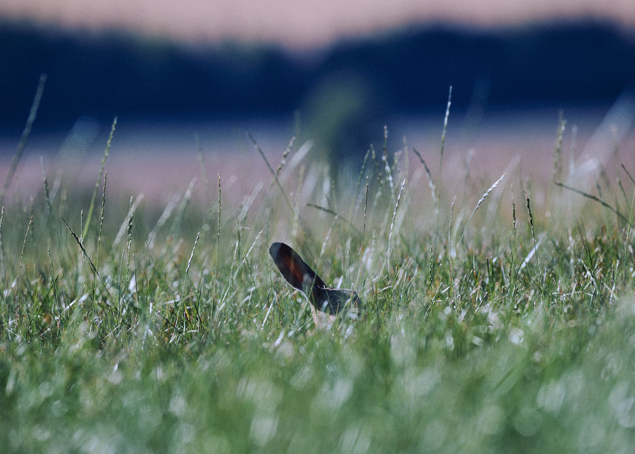 __DSC68391027.jpg
