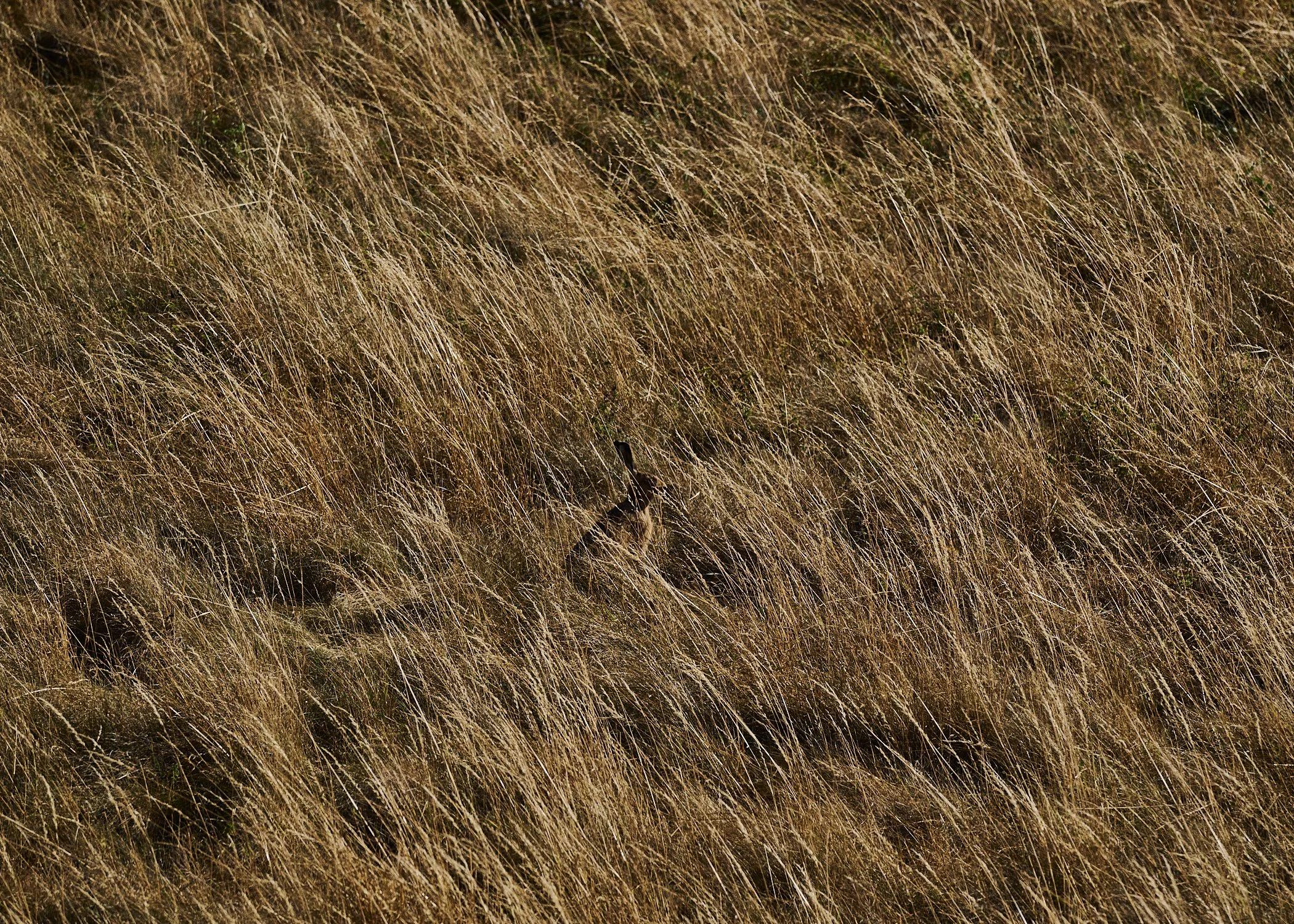 __DSC64590647 1.jpg