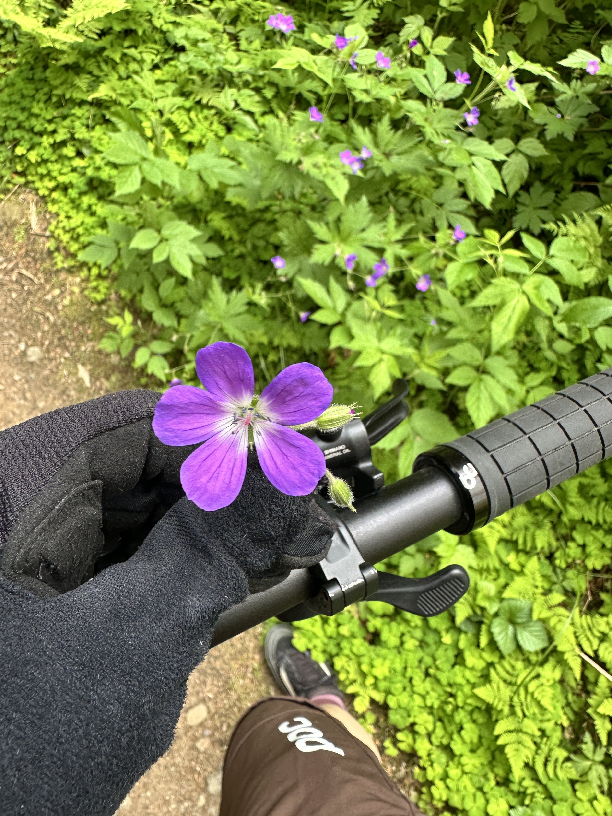 En hand i svart cykelhandske håller en lila blomma, med ett cykelstyre och gröna växter i bakgrunden.