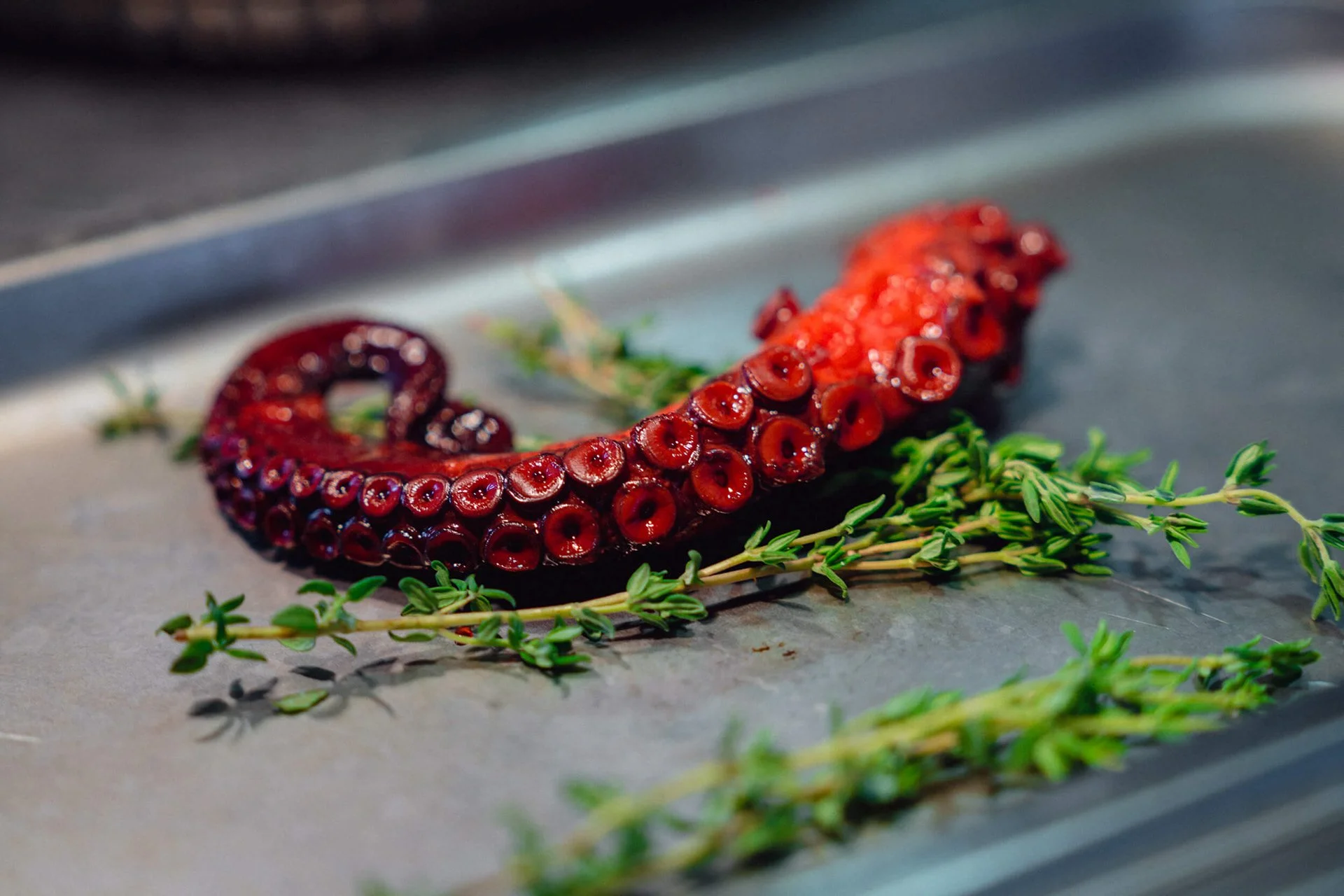 Rote Tintenfischzucht auf einem Blech mit frischen Kräutern.
