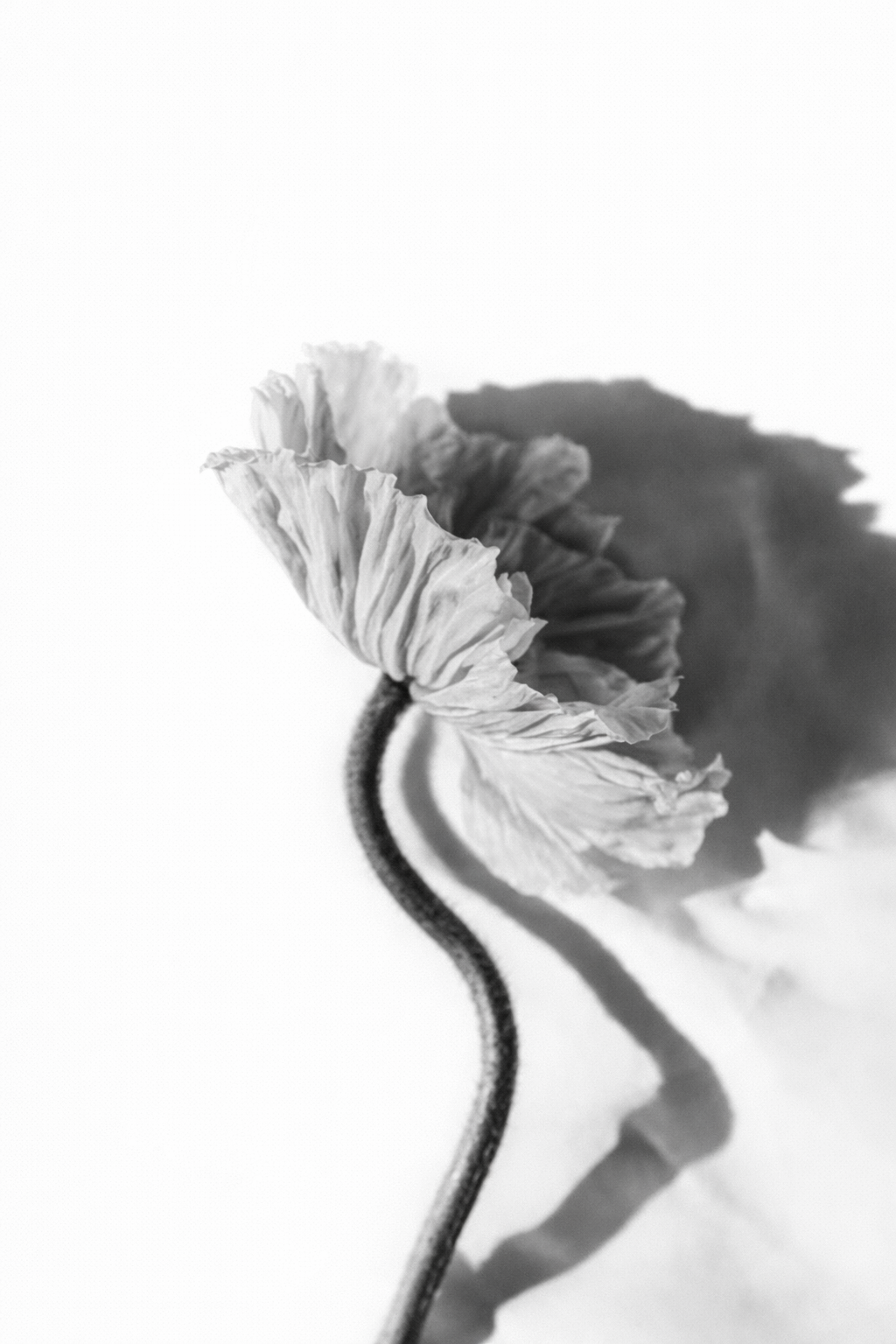 Schwarz-weiß-Foto einer einzelnen Mohnblume mit zerzaust-blättrigen Blütenblättern und einem gewundenen Stiel auf hellem Hintergrund.