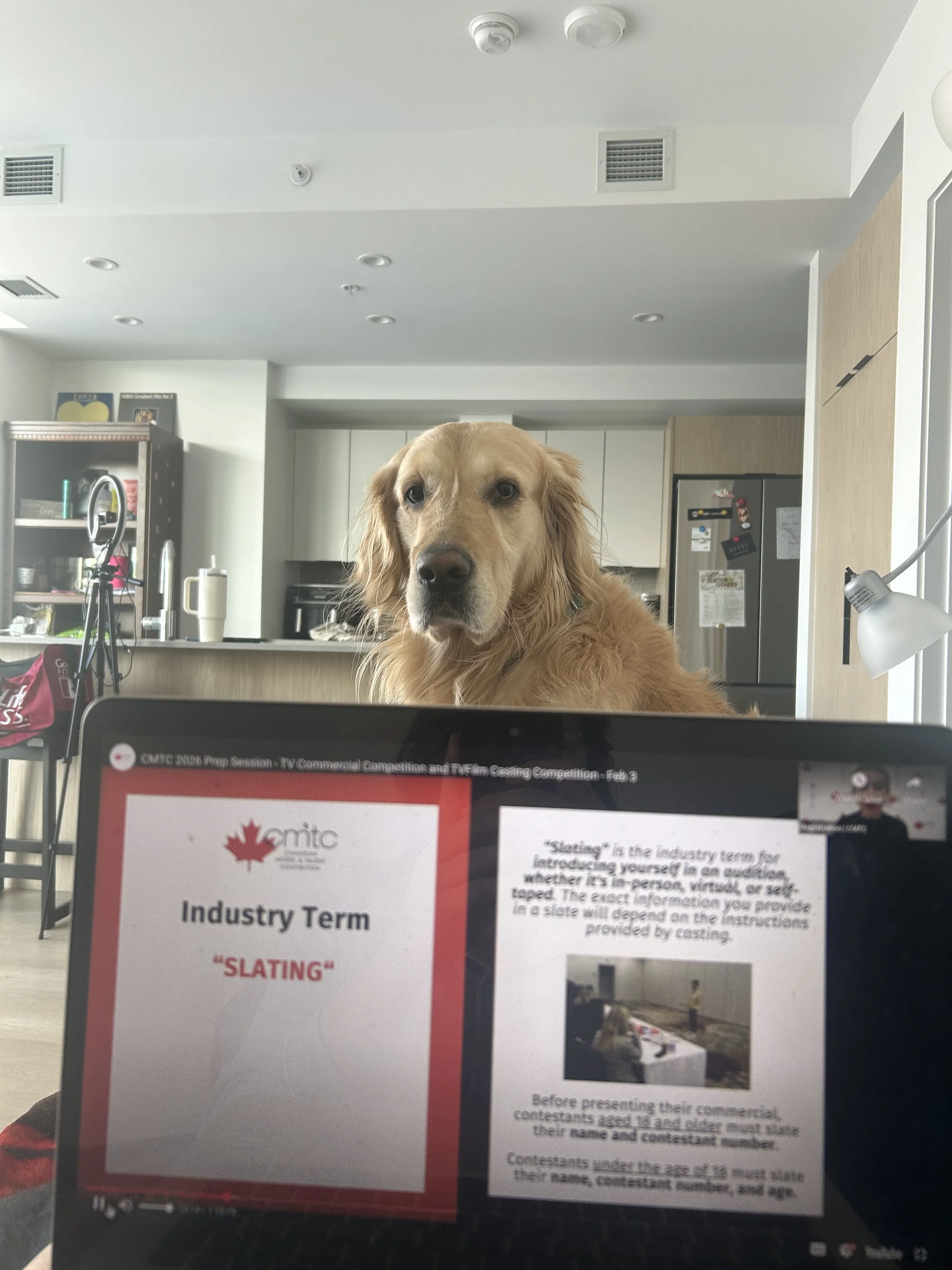 A golden retriever dog sitting on a kitchen counter looking at the camera with a serious expression, behind a laptop screen displaying a presentation slide titled 'Industry Term: Slating'. The background shows a modern kitchen with white cabinets, a 