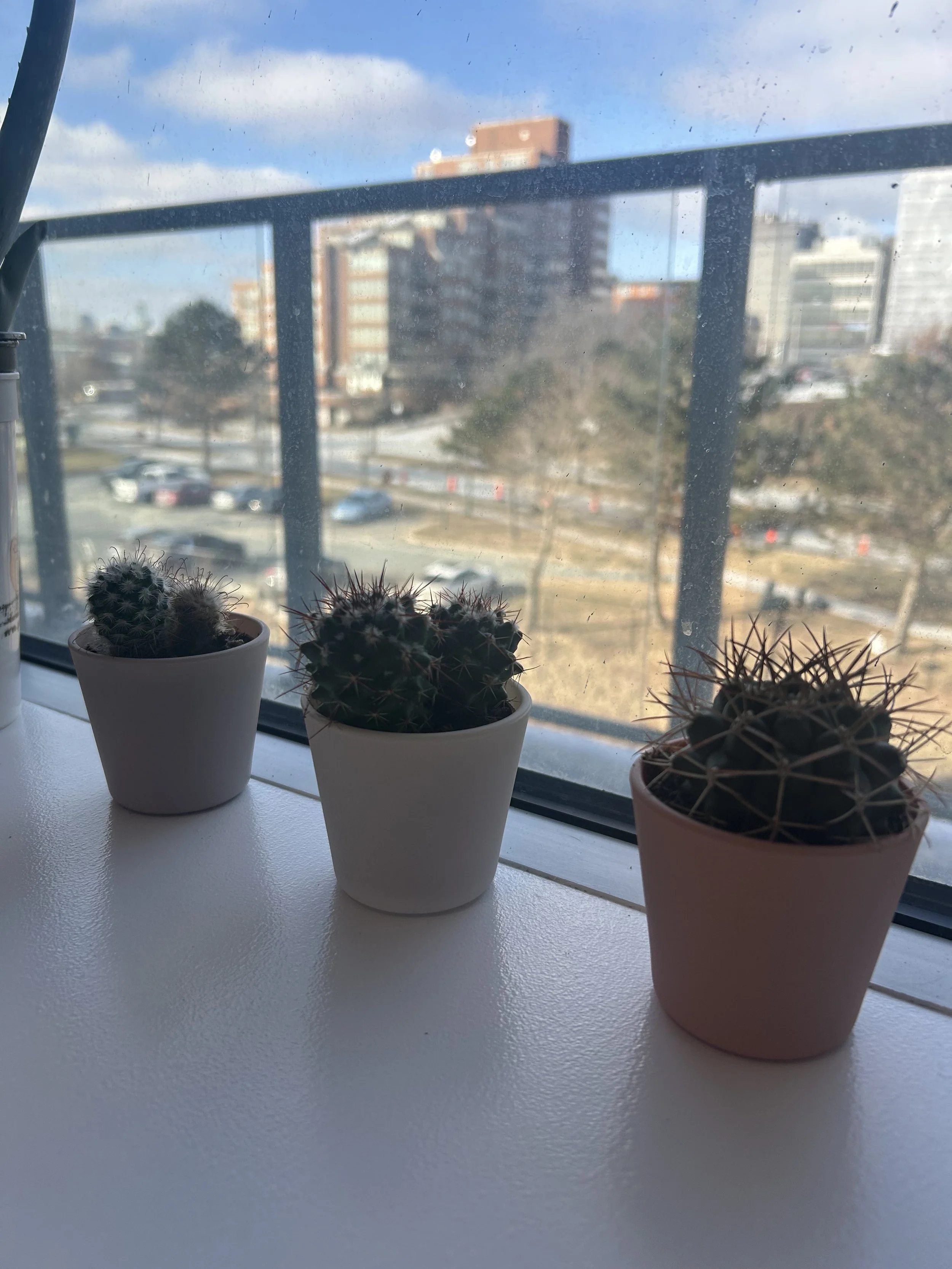 Three small potted cacti on a windowsill with a cityscape view outside, including buildings, trees, and parked cars, and a partly cloudy sky.