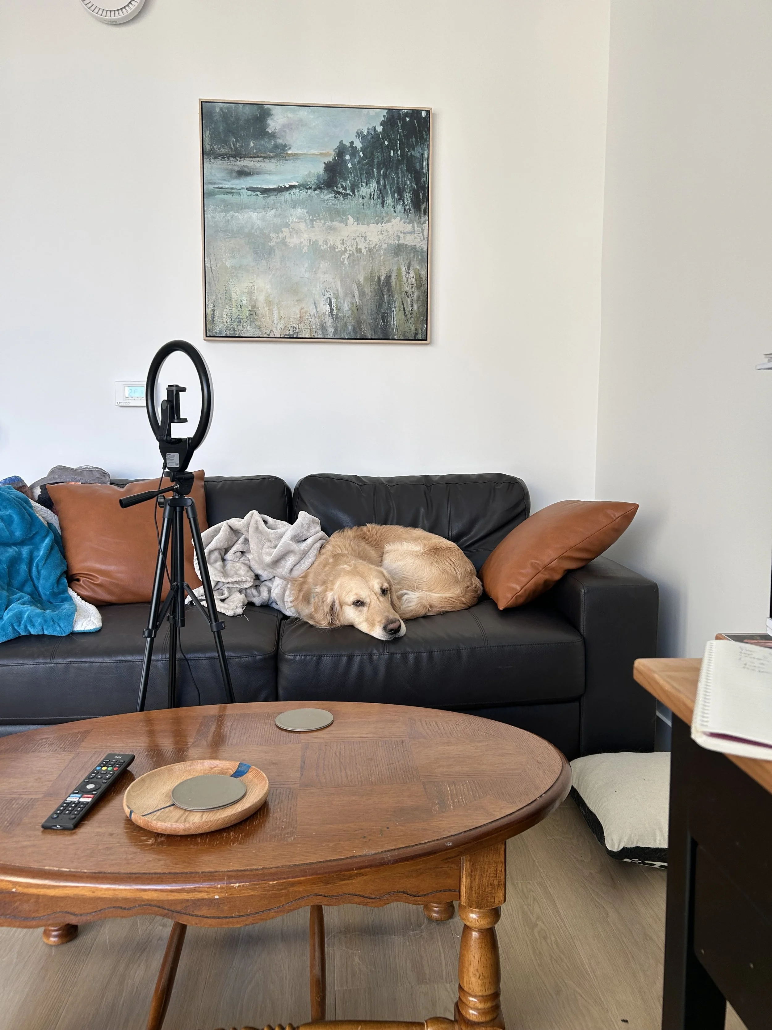 A golden retriever dog lying on a black leather couch surrounded by pillows and blankets, with a tripod and ring light in front of it, and a round wooden coffee table with remote control and small plates in the foreground.
