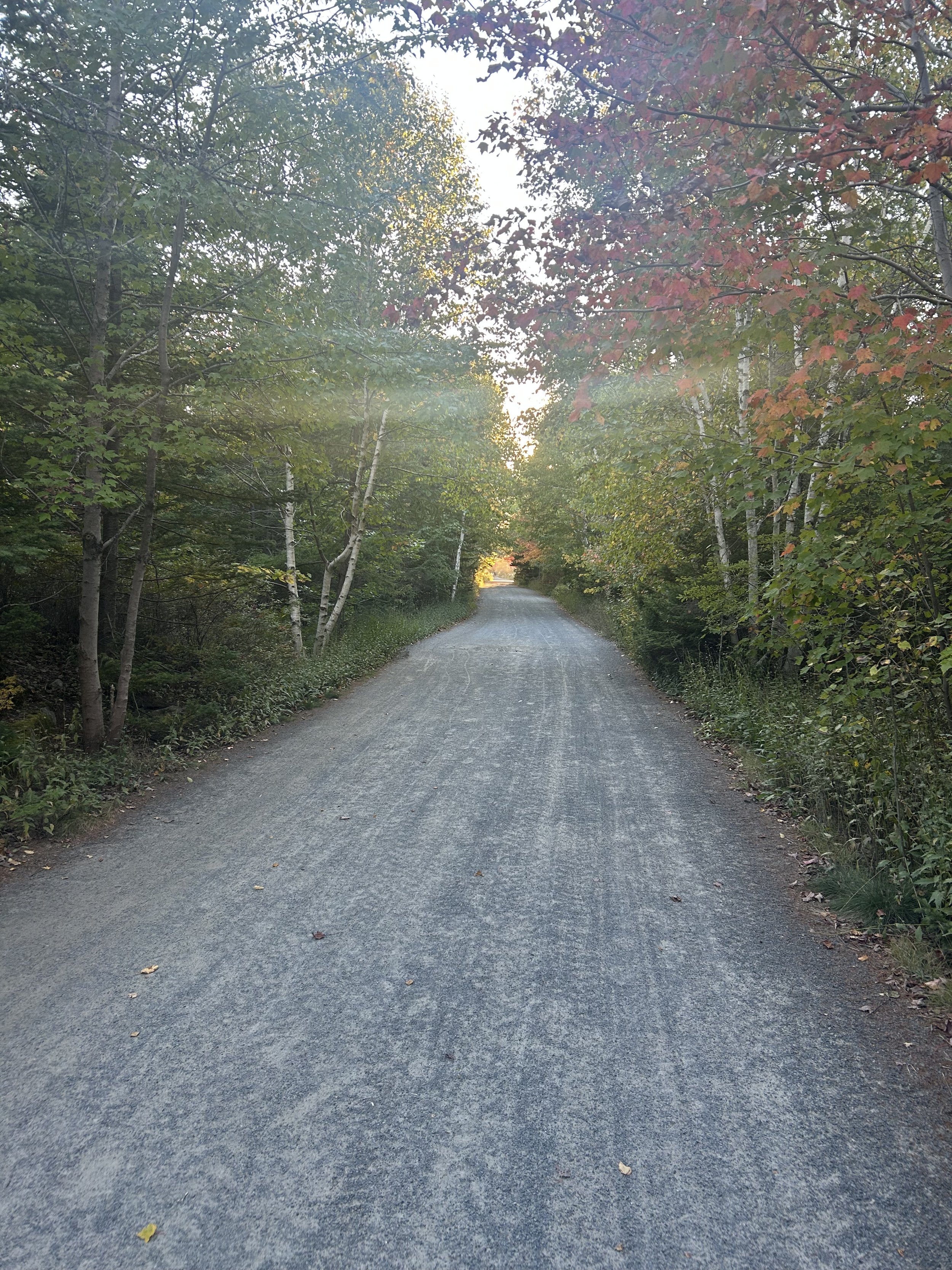 A gravel road stretches into the distance, flanked by trees with green, red, and orange leaves, indicating fall. The sky is bright and clear.