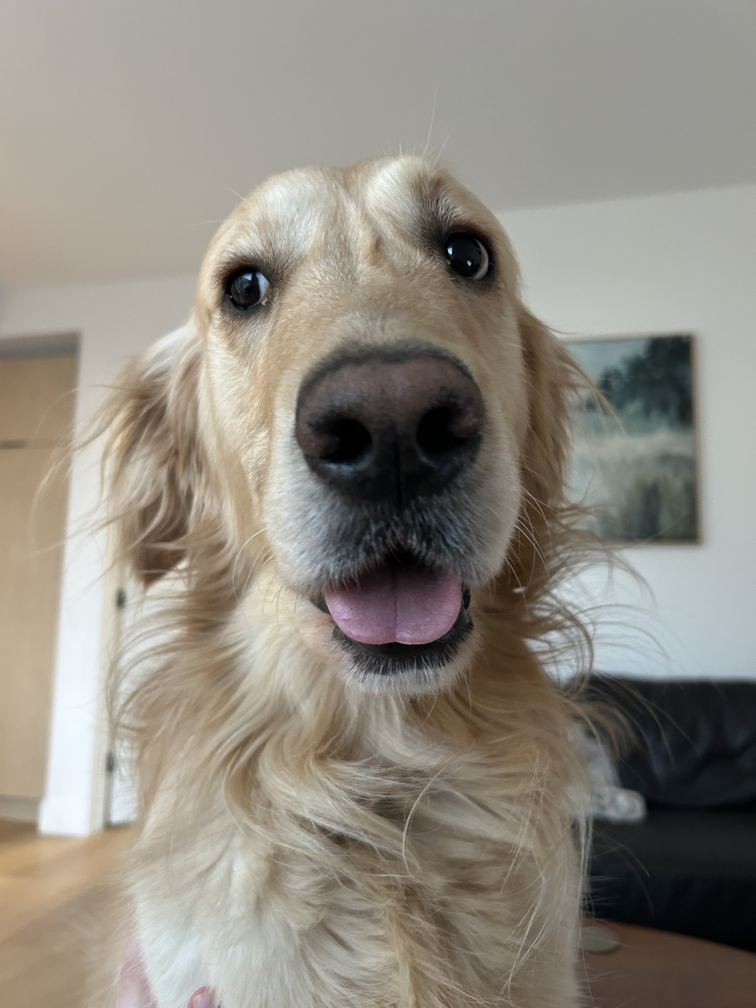 Close-up of a golden retriever's face with a friendly expression and tongue slightly out inside a home.