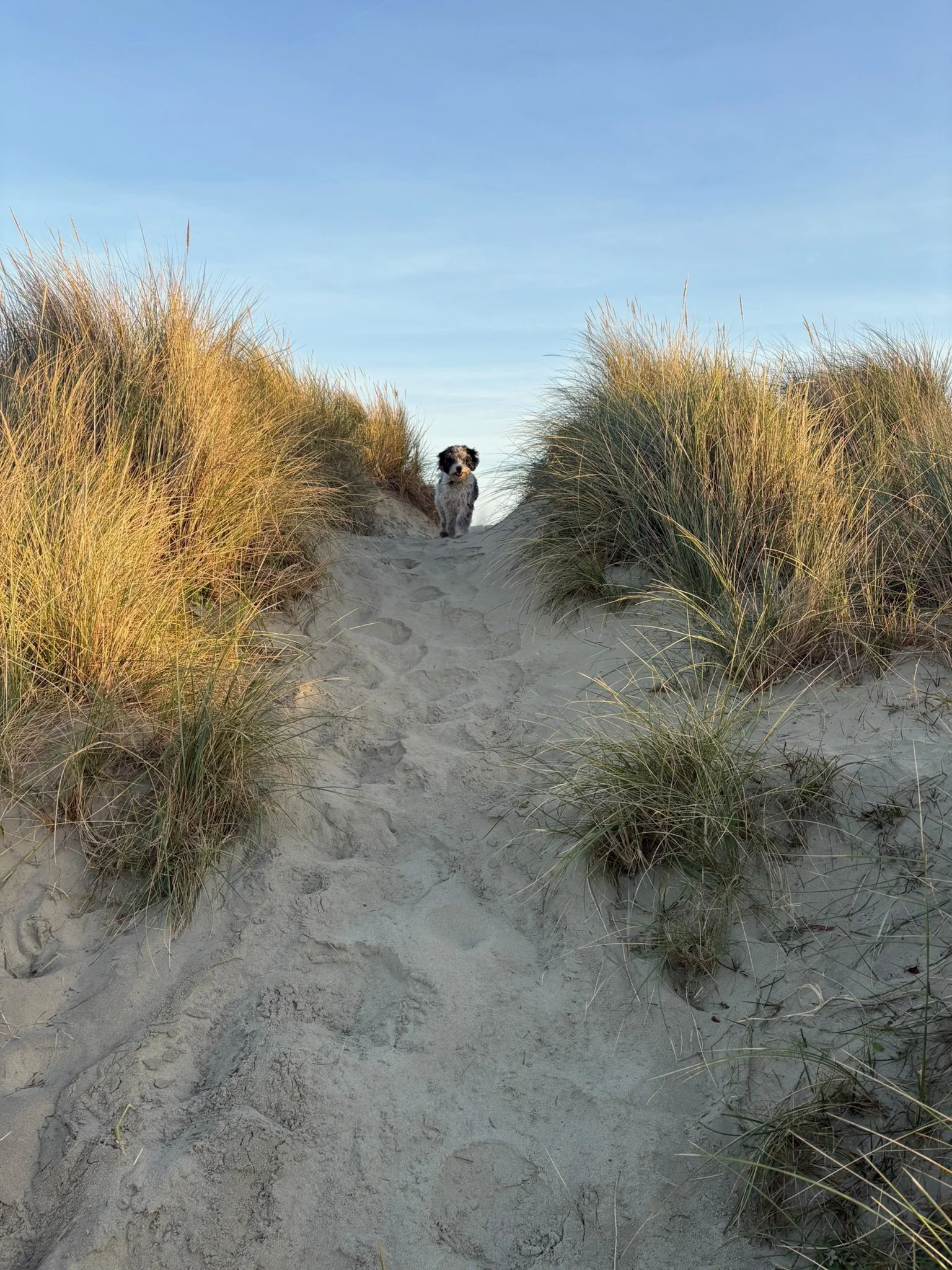 A small dog standing on a sandy pathway between tall beach grass at the top of a dune under a clear blue sky.