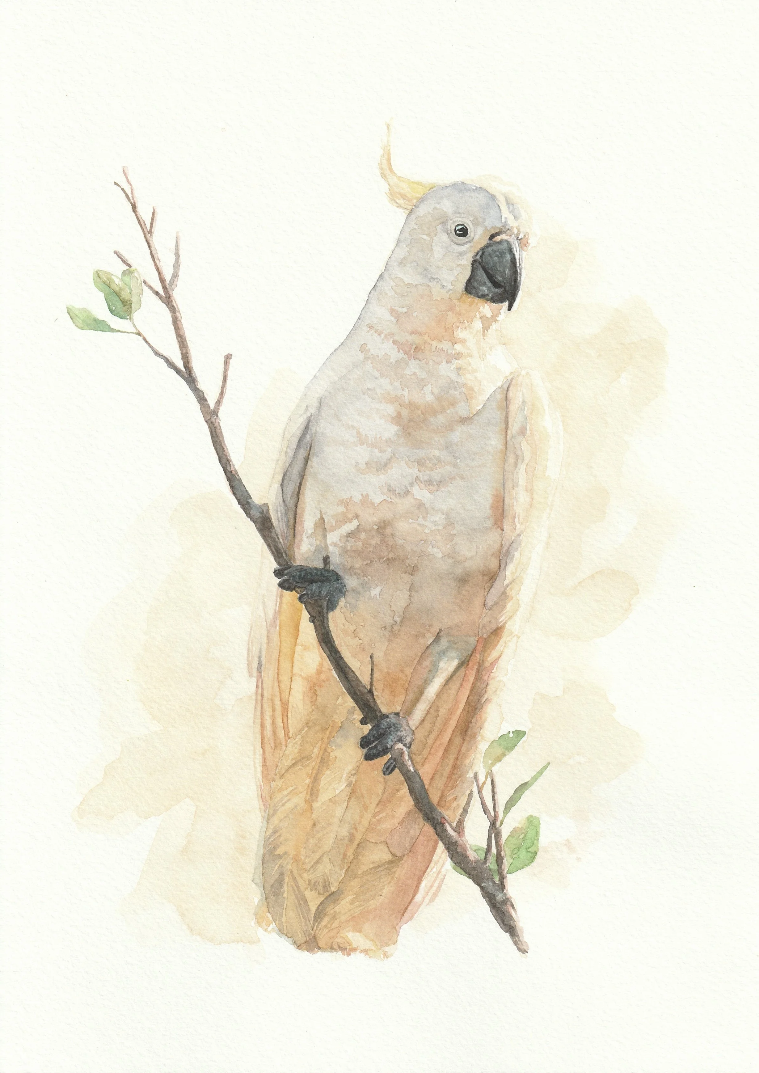 “Cheeky Cockatoo”