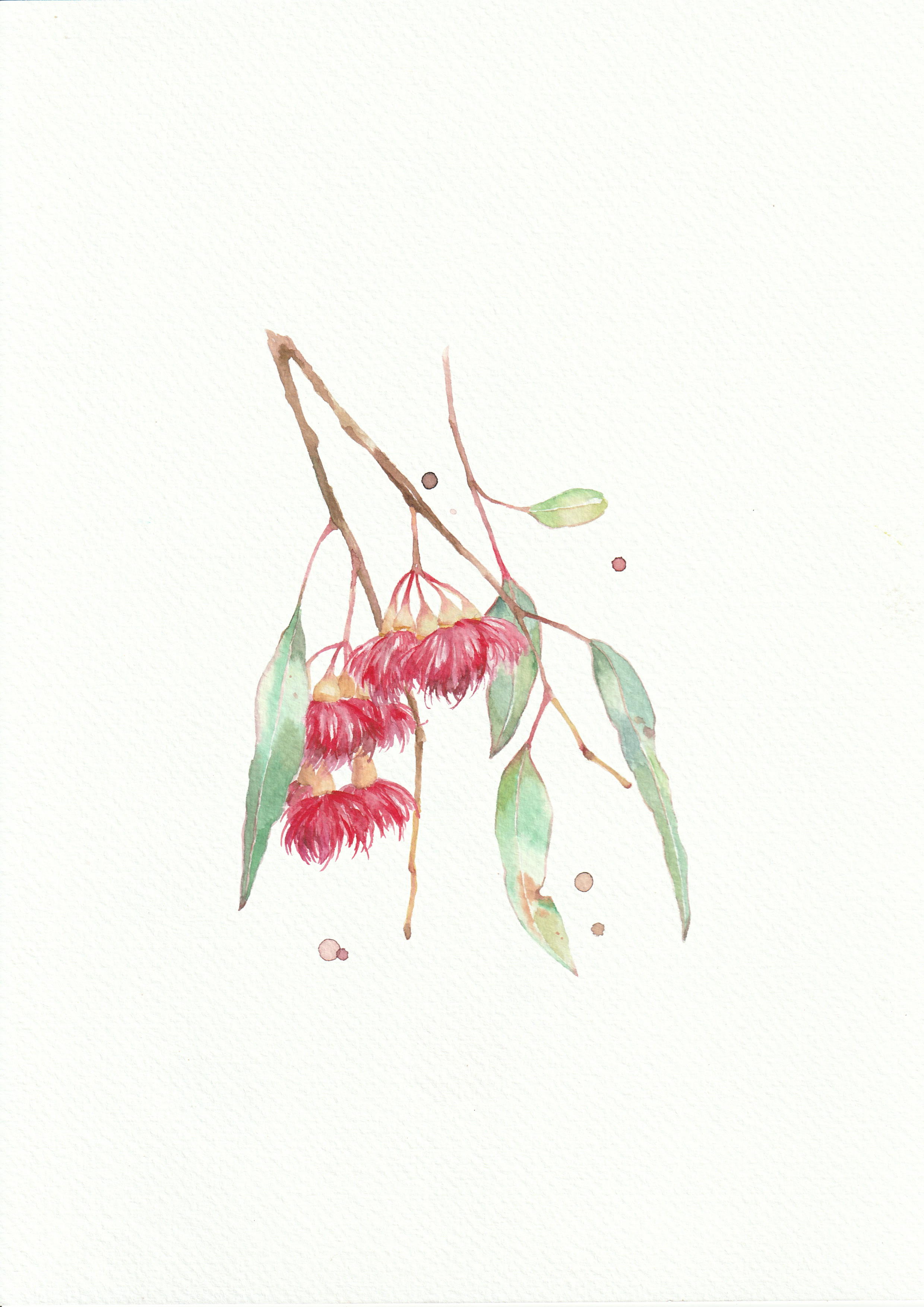 “Eucalyptus Blossoms”