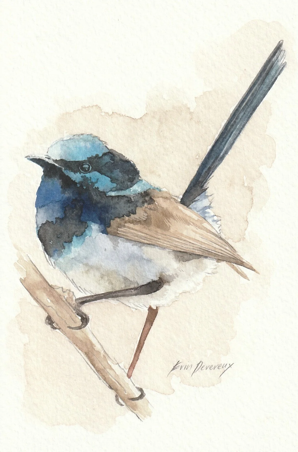 “Fairy Wren”