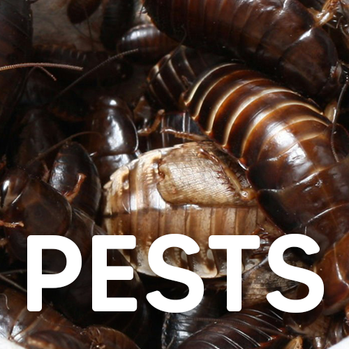 Close-up of multiple cockroaches, with the word "PESTS" overlaid in white text.