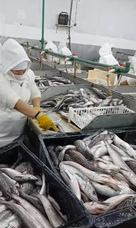 Captura de pantalla 2026-01-16 132143.png