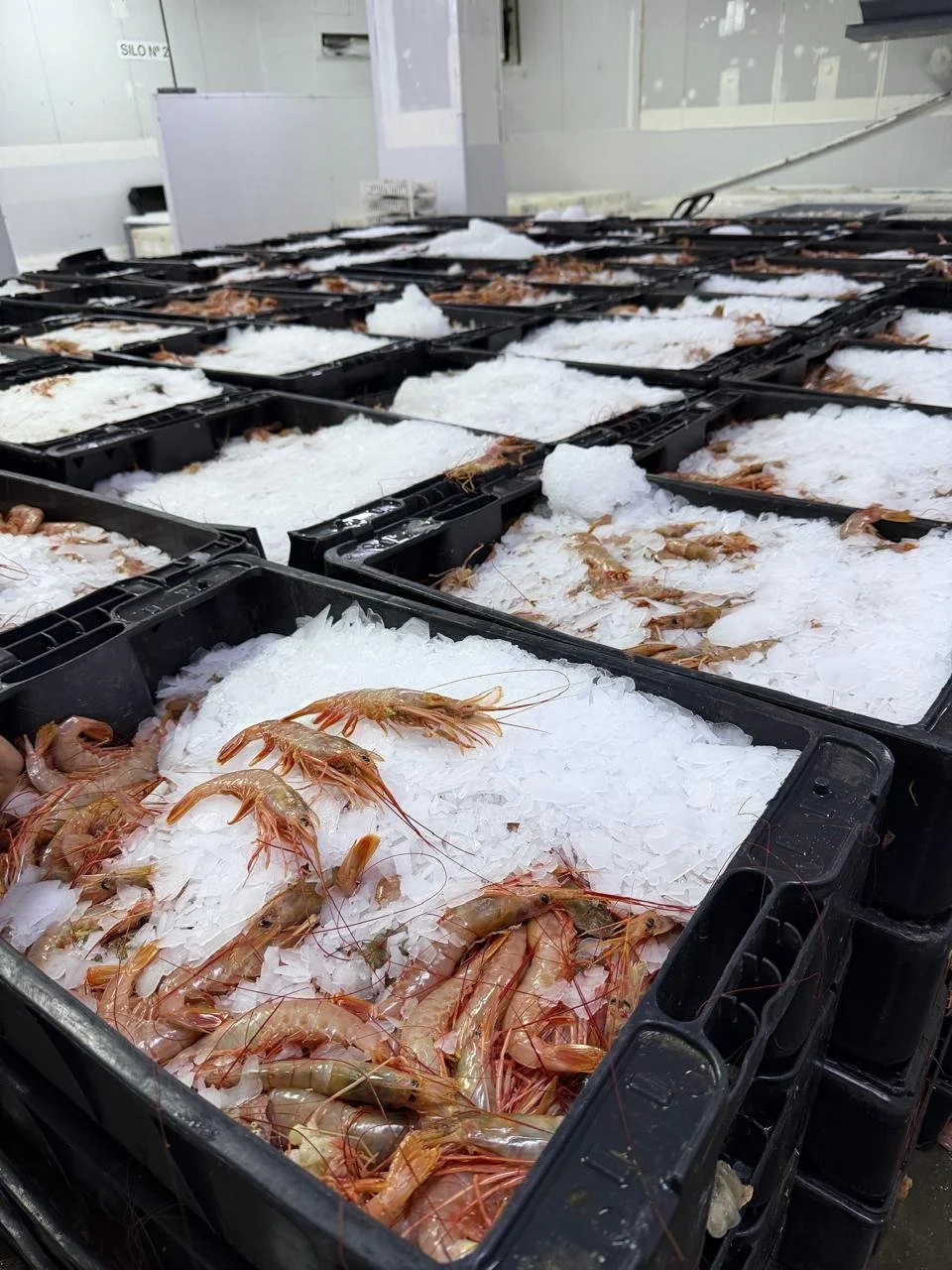 WhatsApp Image 2026-01-09 at 1.53.24 PM.jpeg