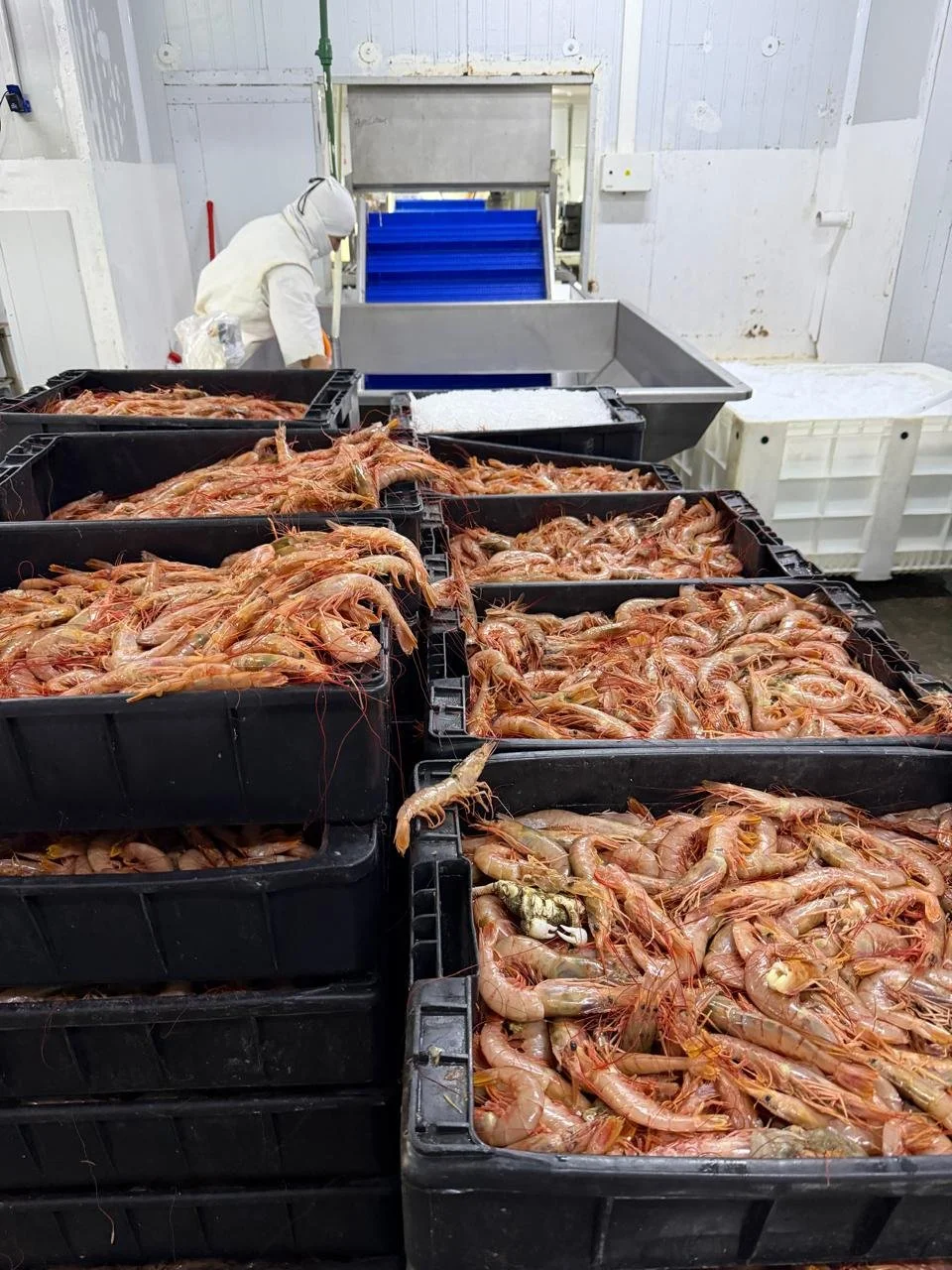 WhatsApp Image 2026-01-09 at 1.53.22 PM (3).jpeg