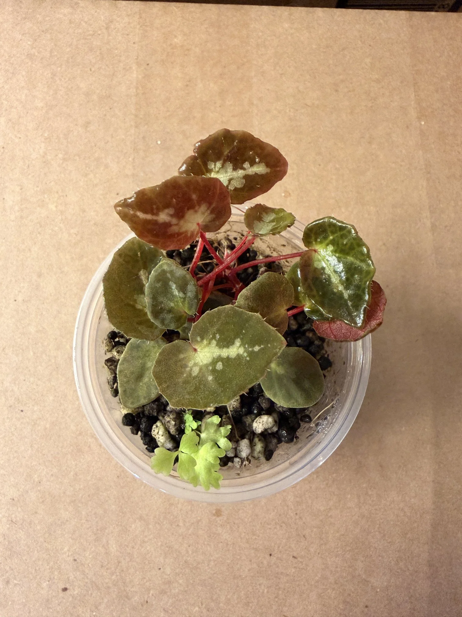 Begonia Wiformis Silver.jpg
