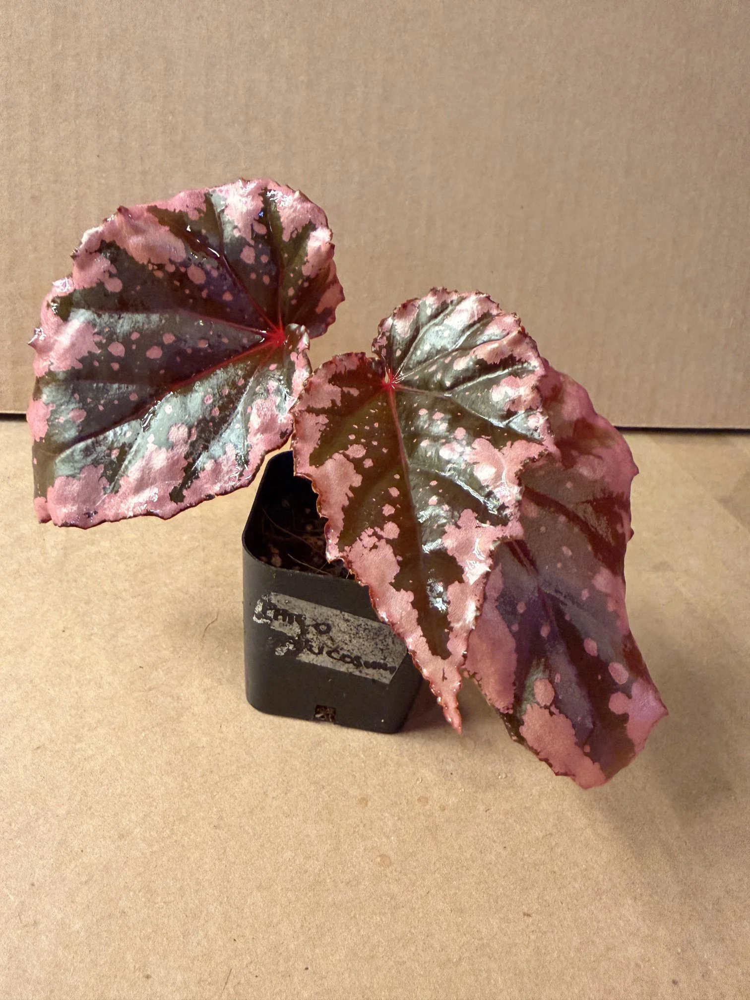 Begonia Botanicaz 19 (Pink Flame)