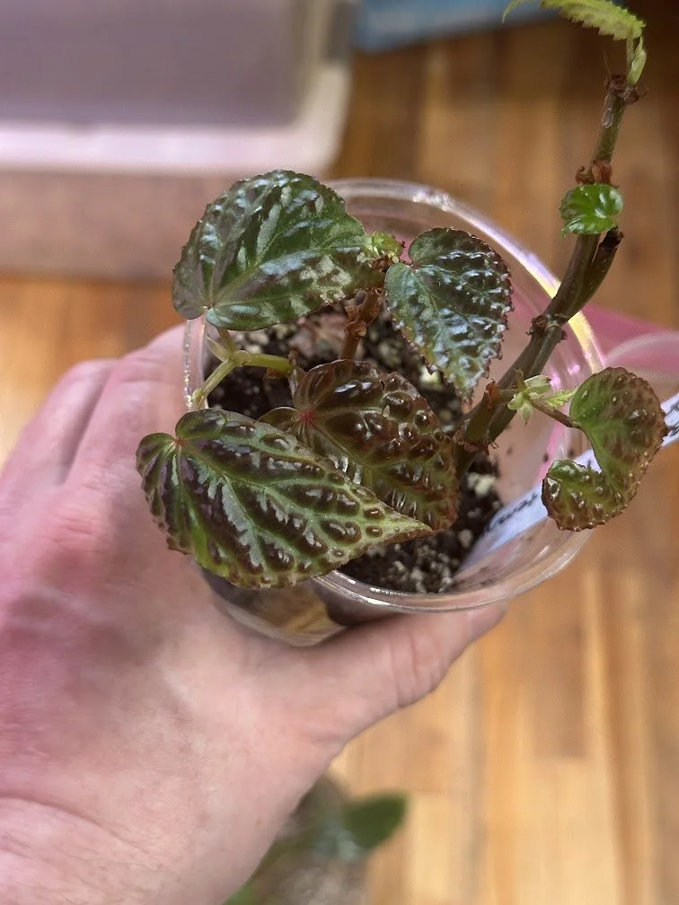 Begonia Metallic Dragon